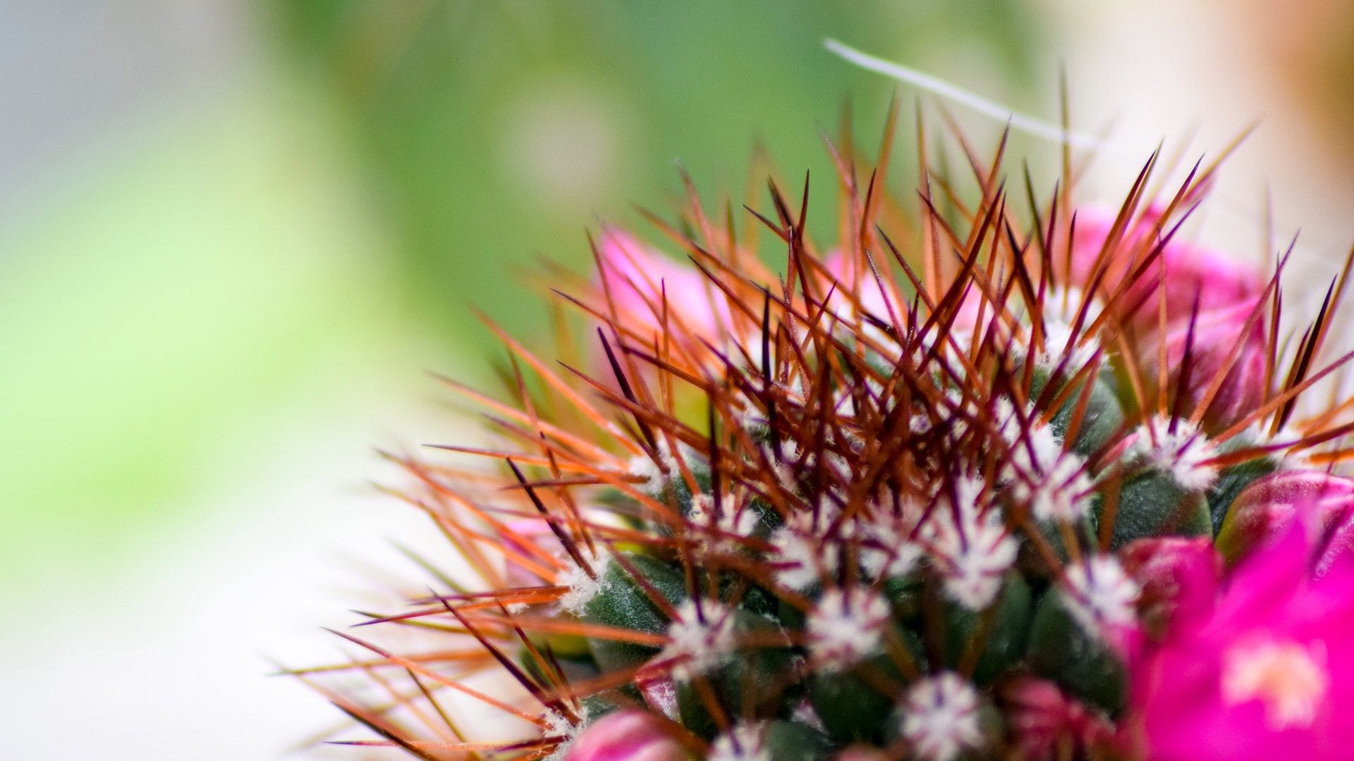 Wallpaper Cactus flowers, pink thorns