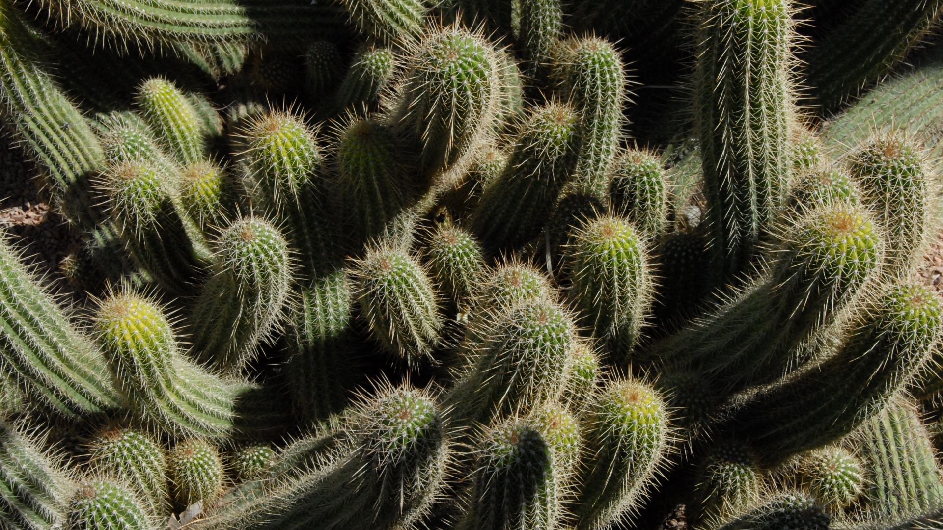 Wallpaper Cactus plants spines