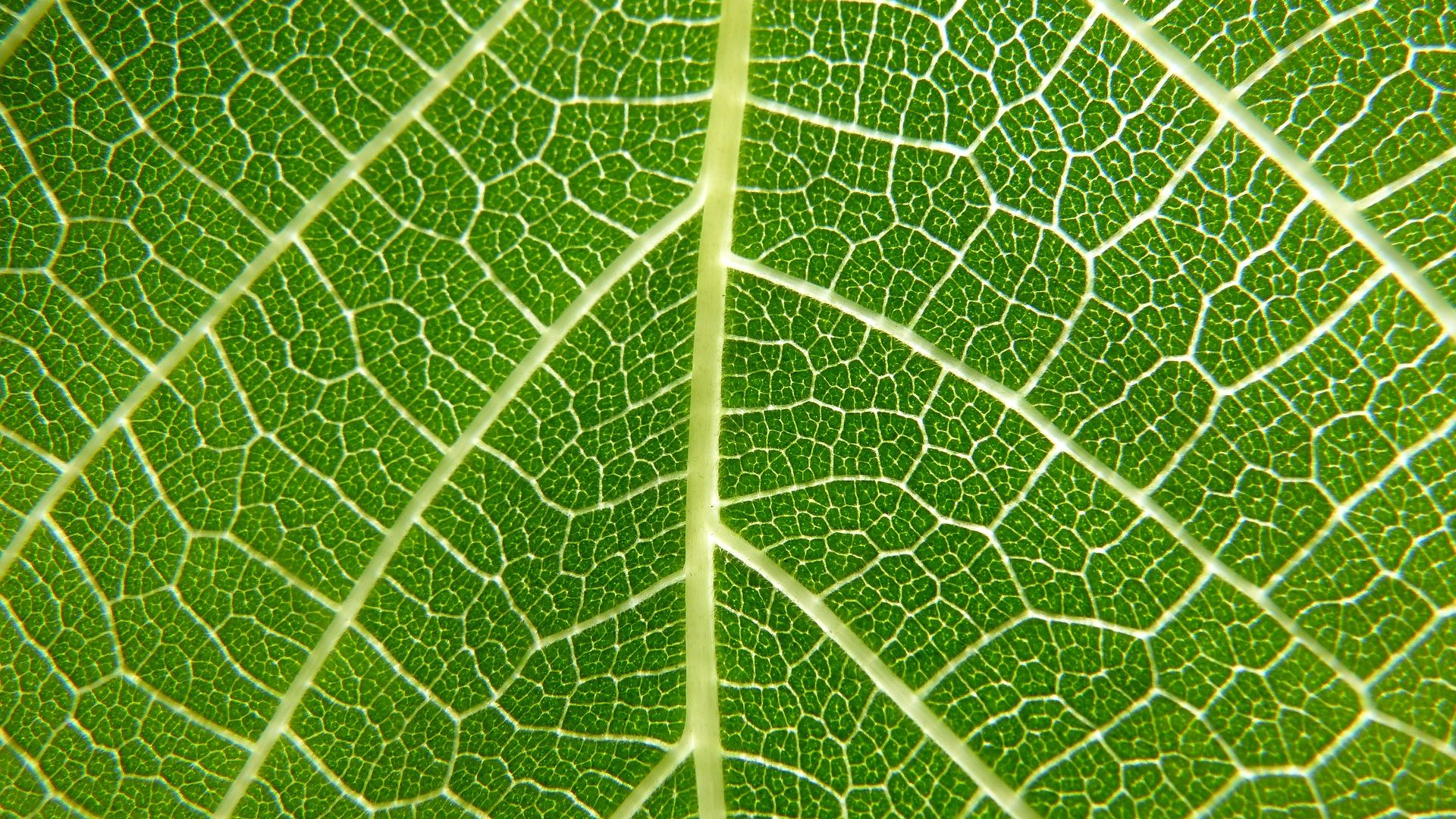 Wallpaper Veins of green leaf, big