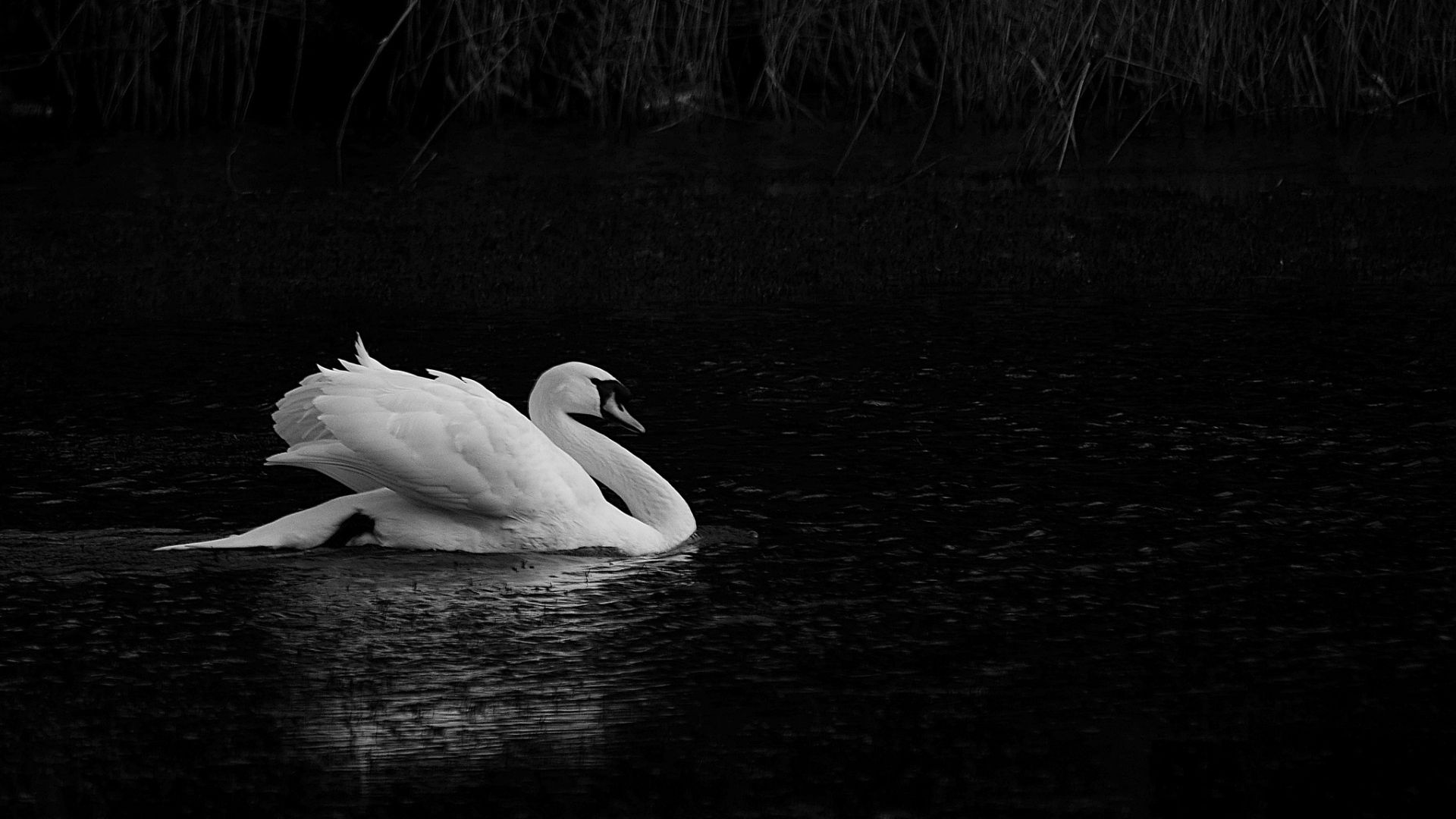 Wallpaper Black and lake, white swan