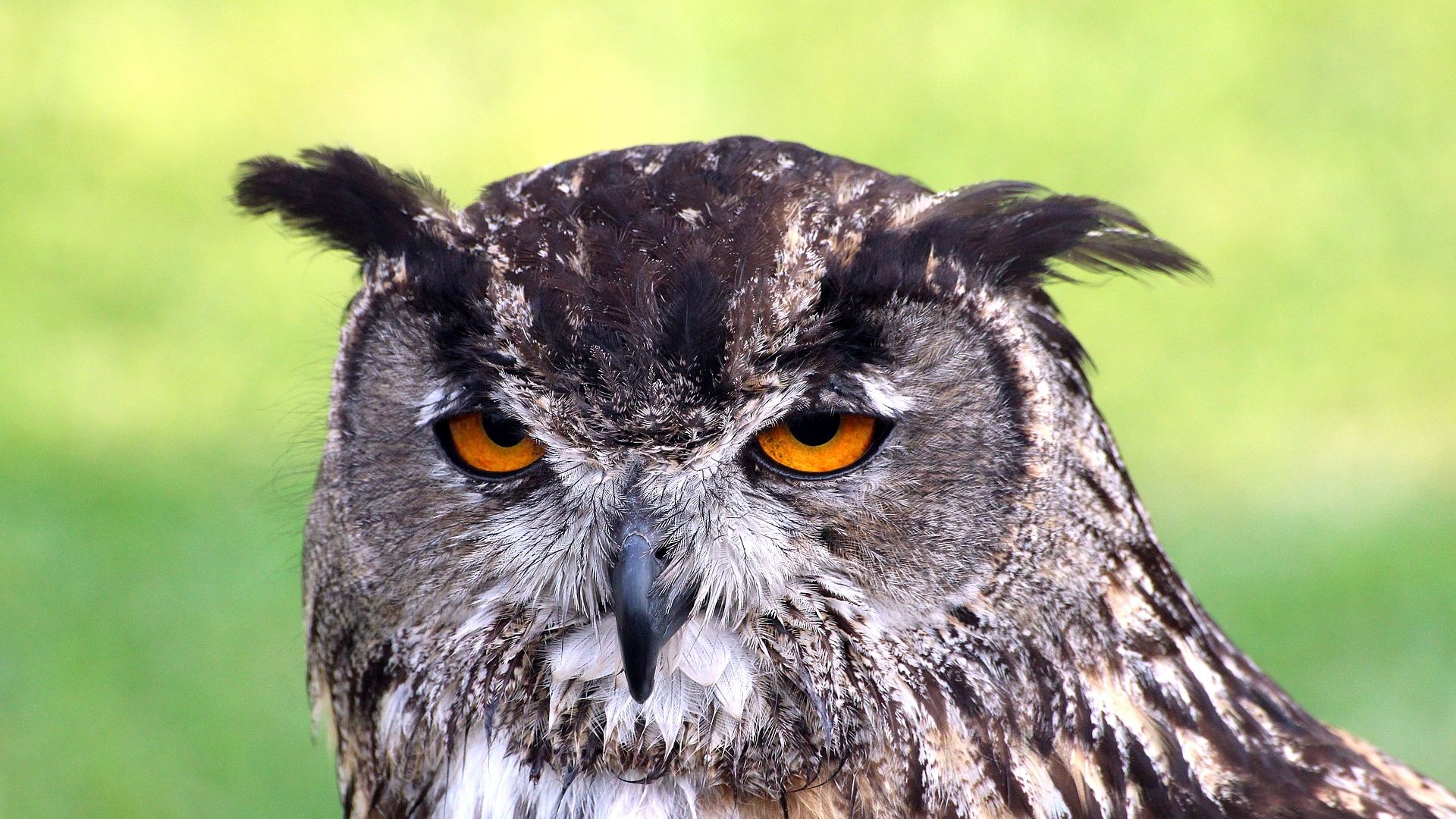 Wallpaper Sleepy owl bird, predator muzzle