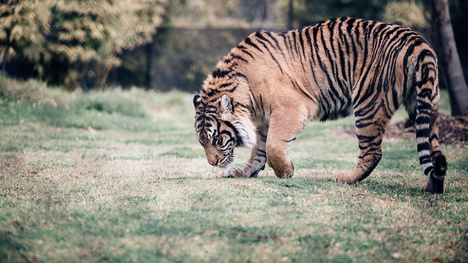 Wallpaper Tiger, big cat, predator, walking