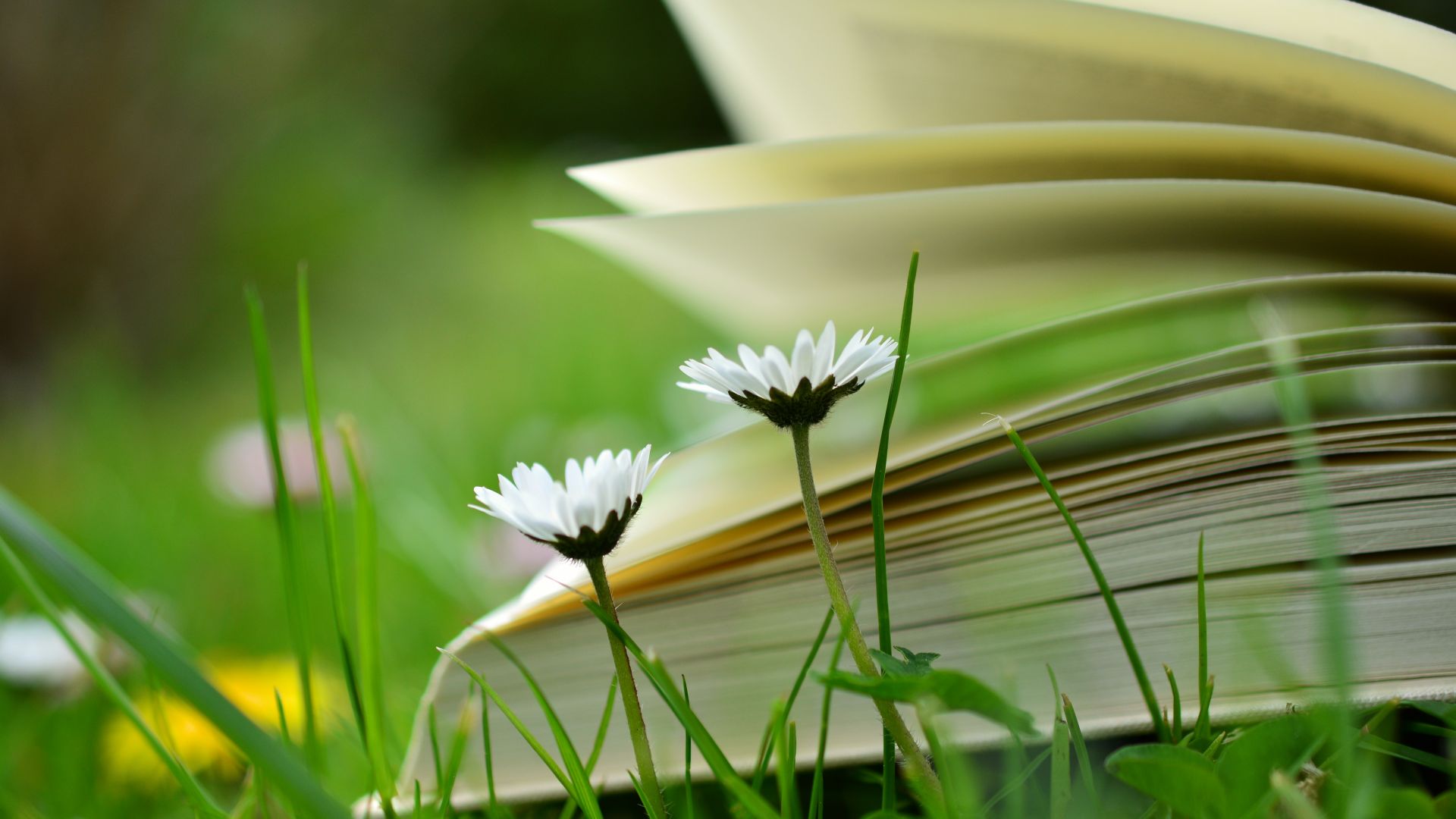 Wallpaper Book, meadow, flowers