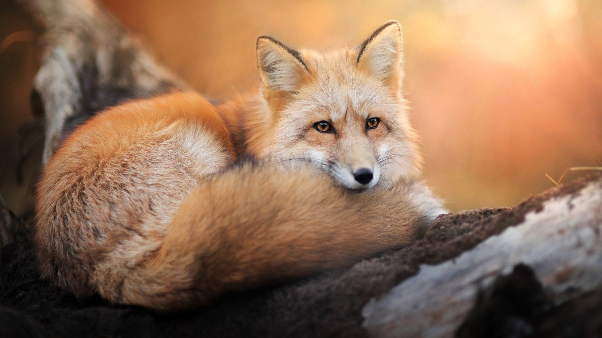 Wallpaper Sitting, fox, animals
