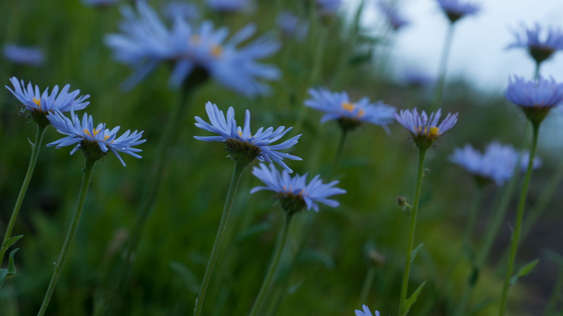 Wallpaper Blue daisy, flowers, meadow, spring