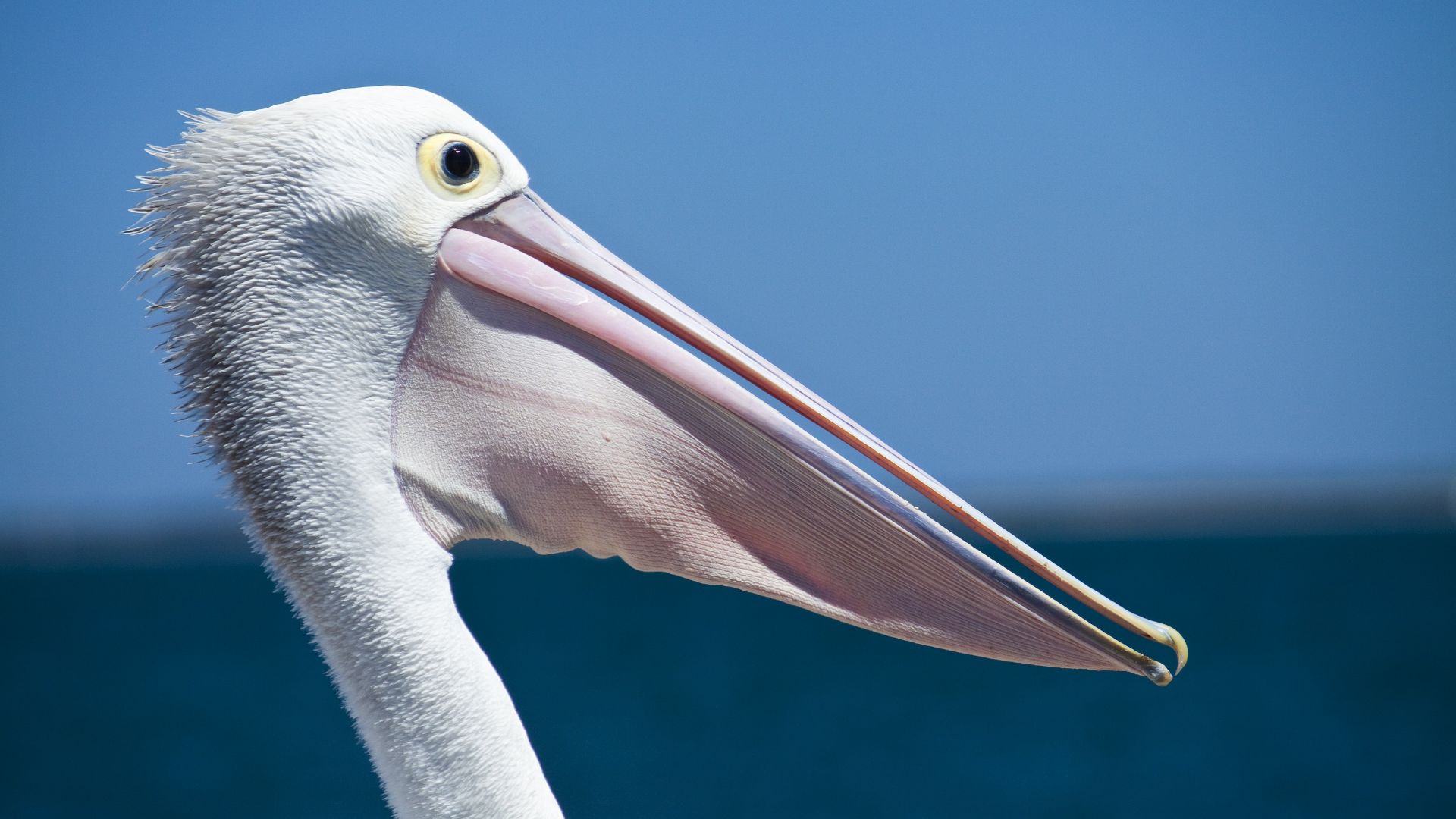 Wallpaper Pelican, beak, seabird