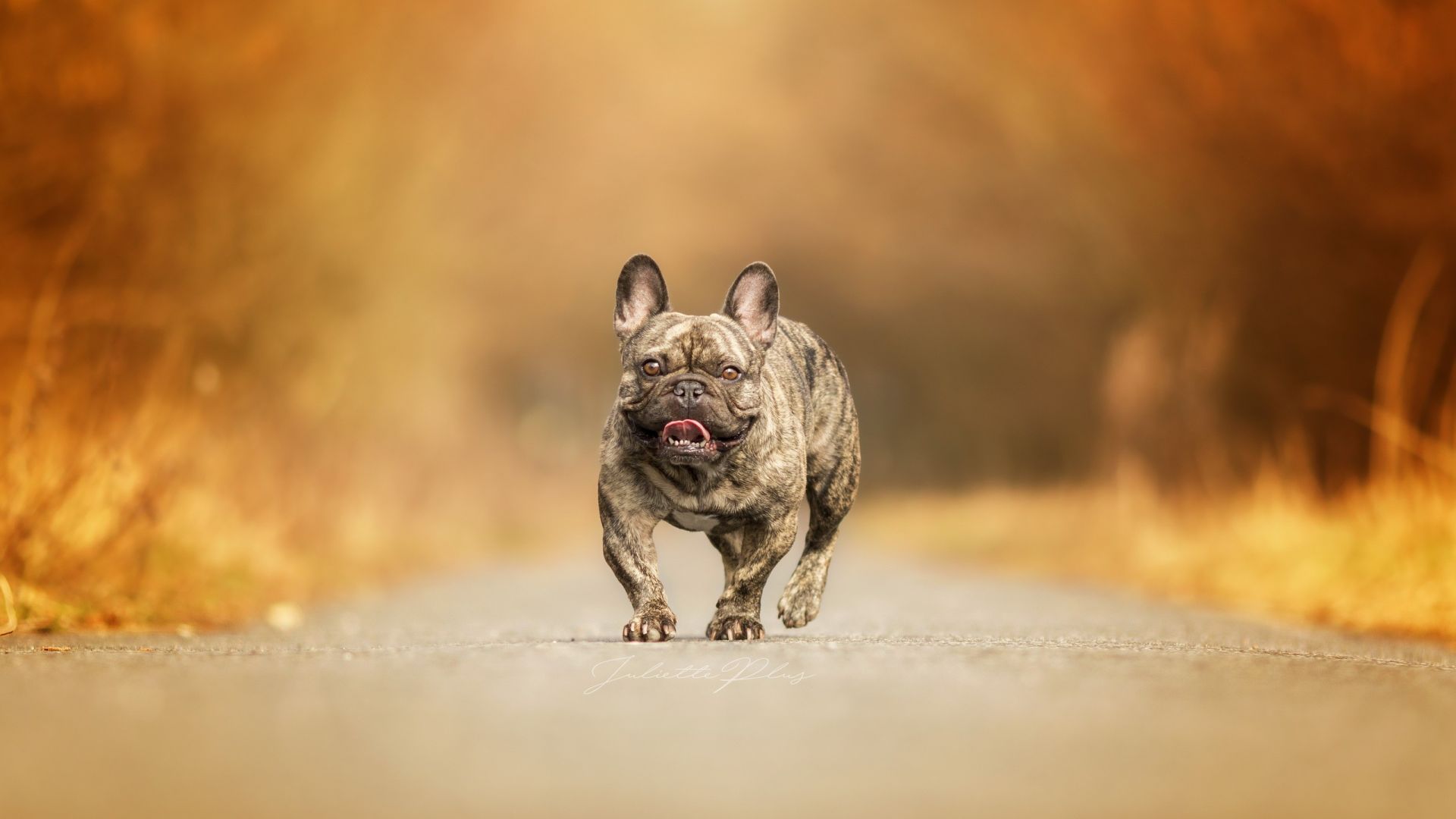 Wallpaper Pit bull, dog, running, road