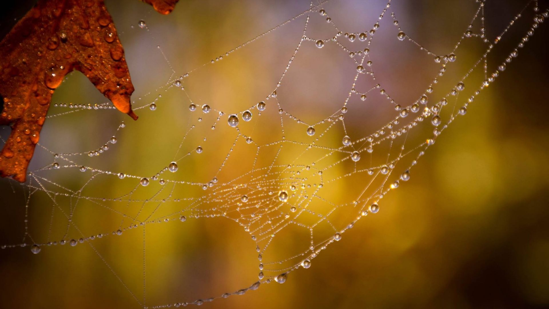 Wallpaper Leaf, spider web, drops, blur