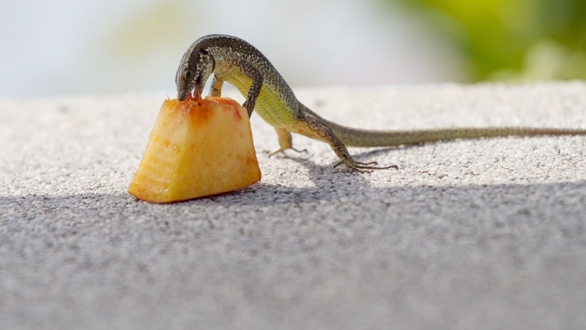 Wallpaper Lizard, reptiles, eating