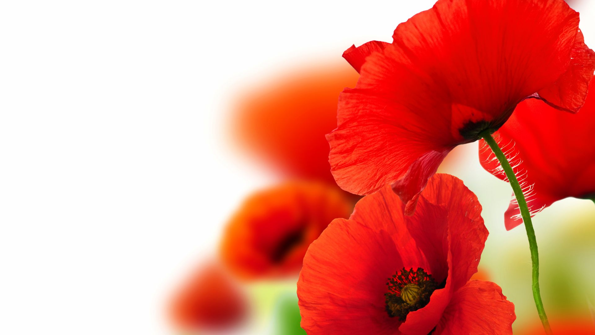Desktop Wallpaper Red Poppy Flower Close Up Hd Image Picture