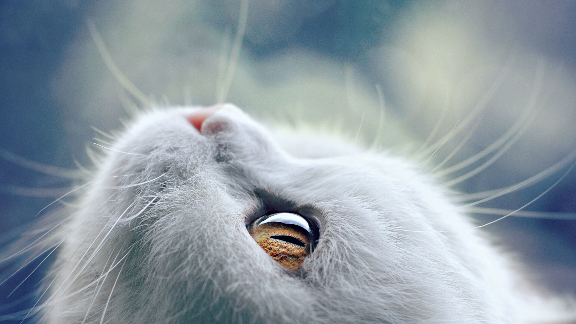 Wallpaper White cat eyes, muzzle, close up