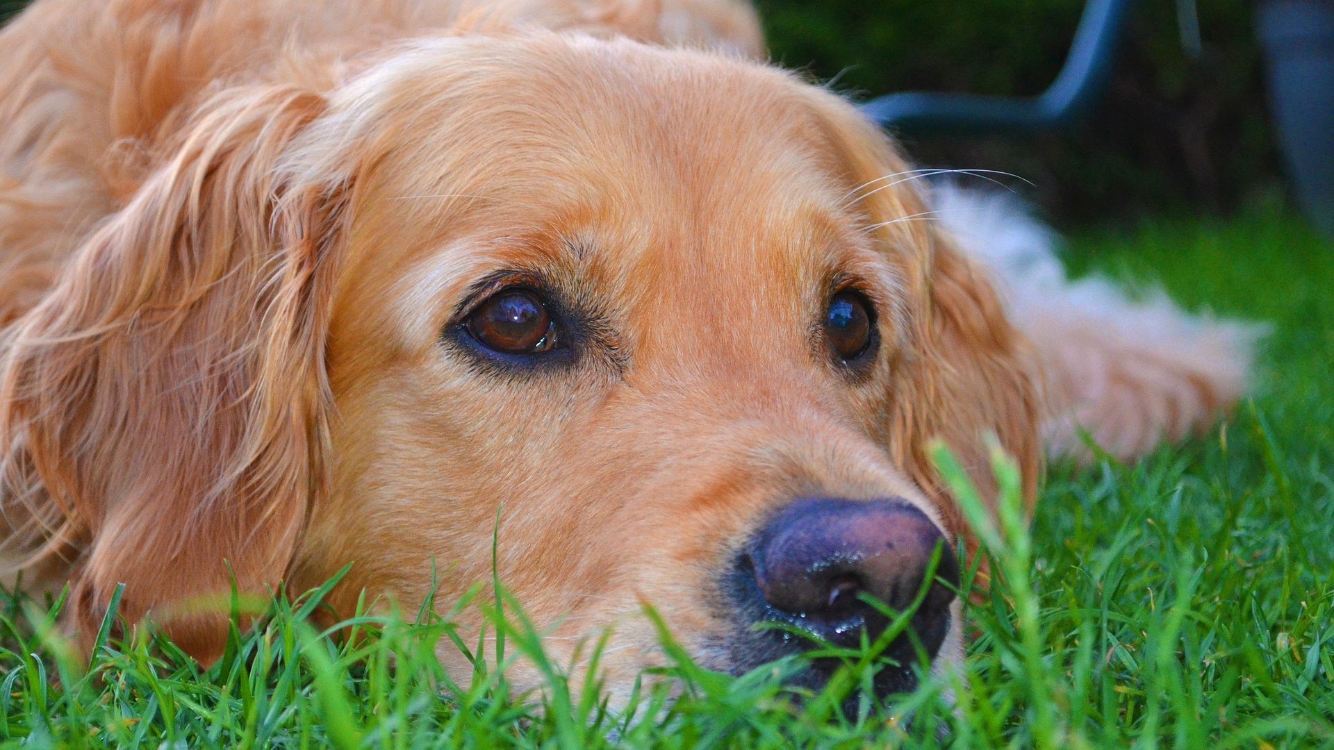 Wallpaper Golden Retriever, dog, muzzle, relaxed