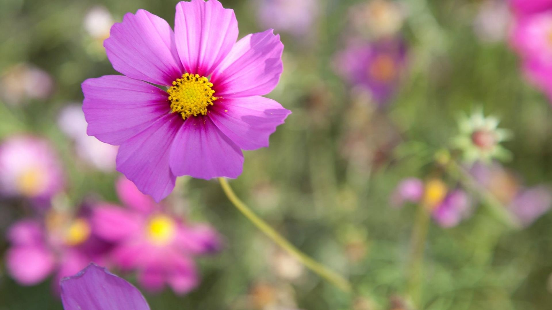 Wallpaper Flowers pink, blur, meadow