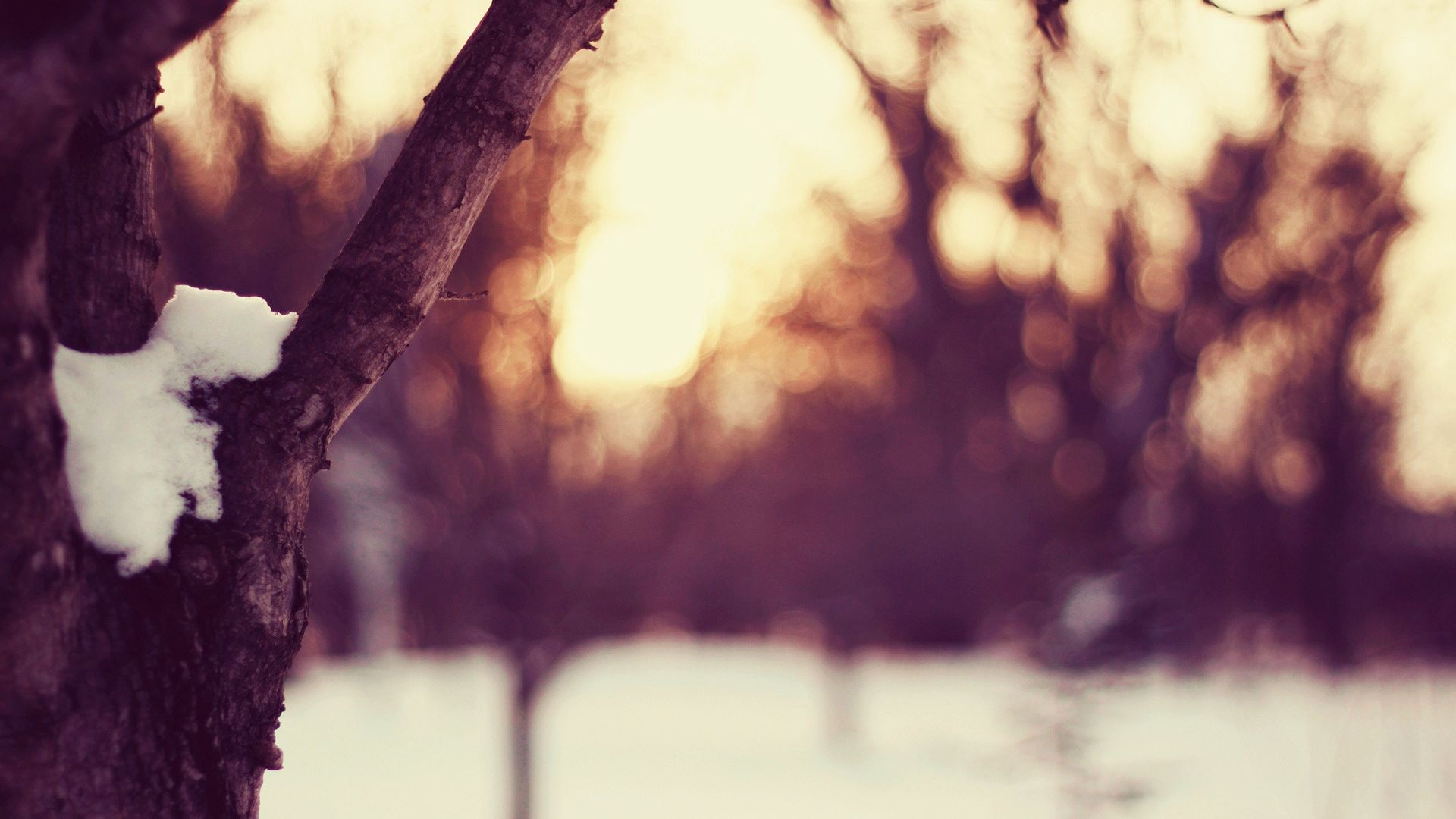 Wallpaper Tree trunk, snow, winter, blur
