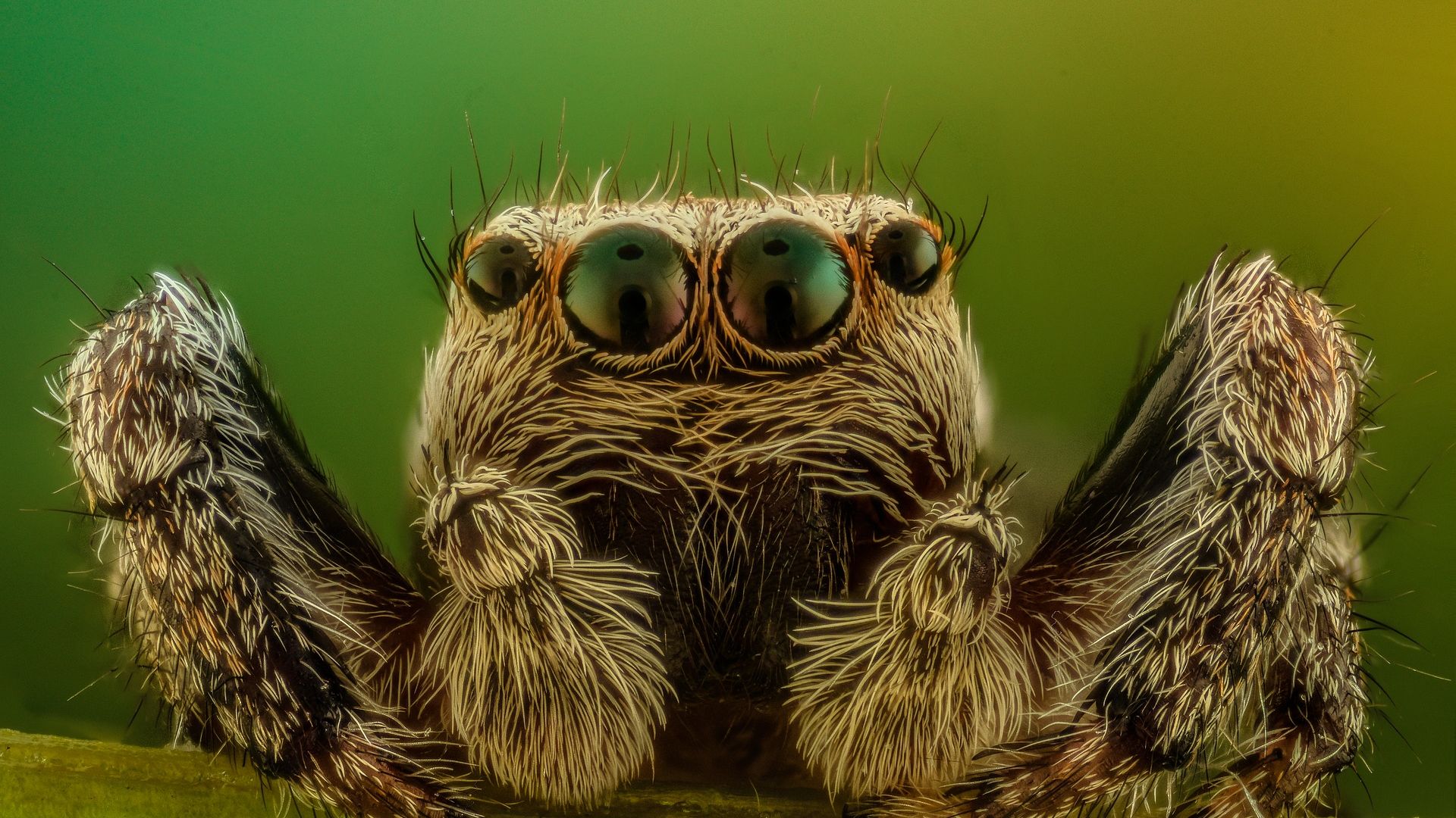 Wallpaper Spider, insect, macro, eyes