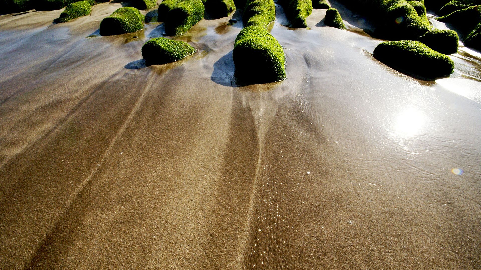Wallpaper Green algae, sand, moss, water, rocks