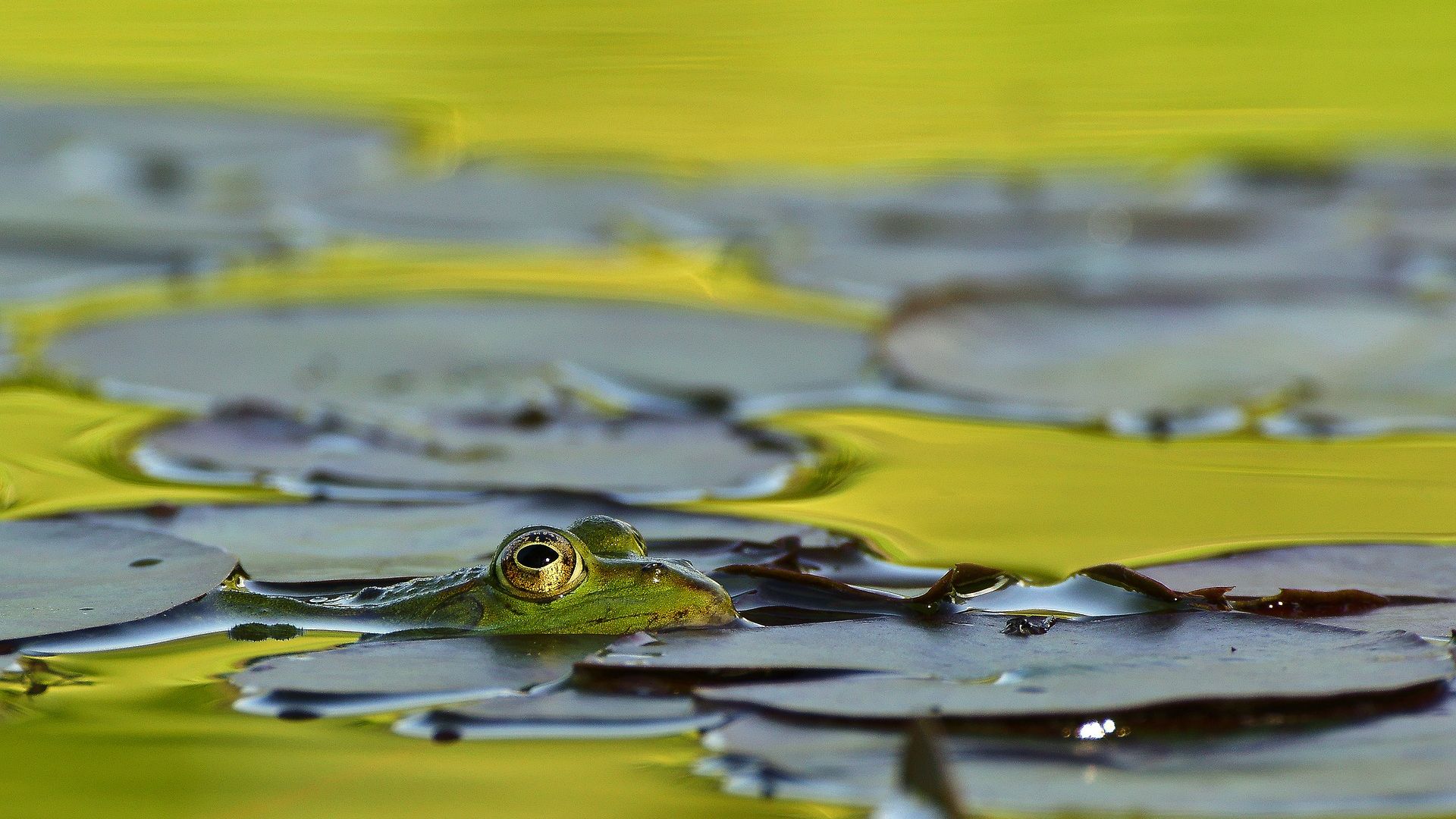 Wallpaper Frog, muzzle, lake, leaves