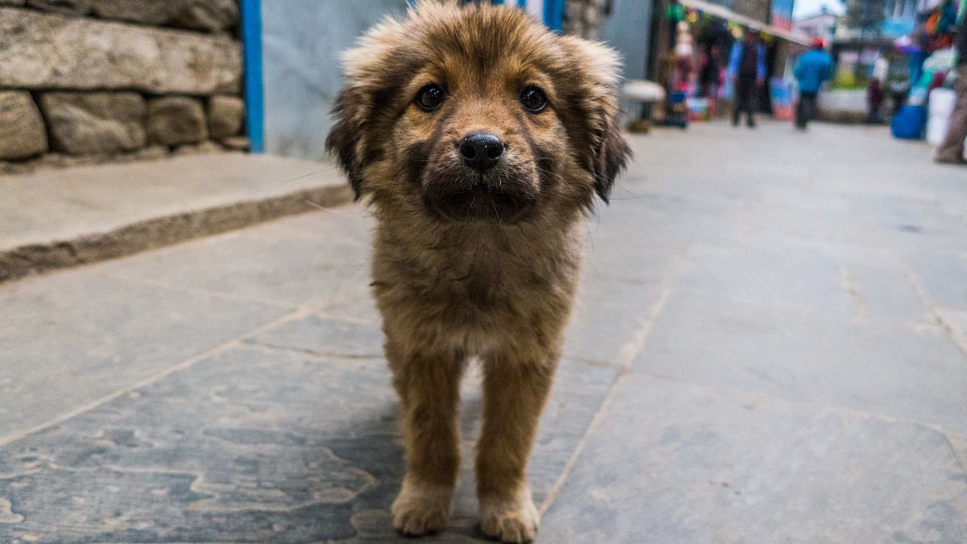 Wallpaper Street dog, puppy, street