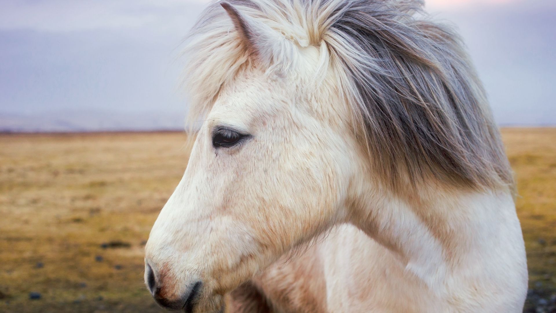Wallpaper Pony horse, muzzle, animal