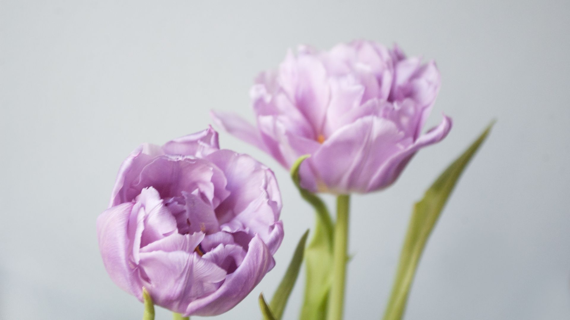 Wallpaper Bud, pink tulip, spring