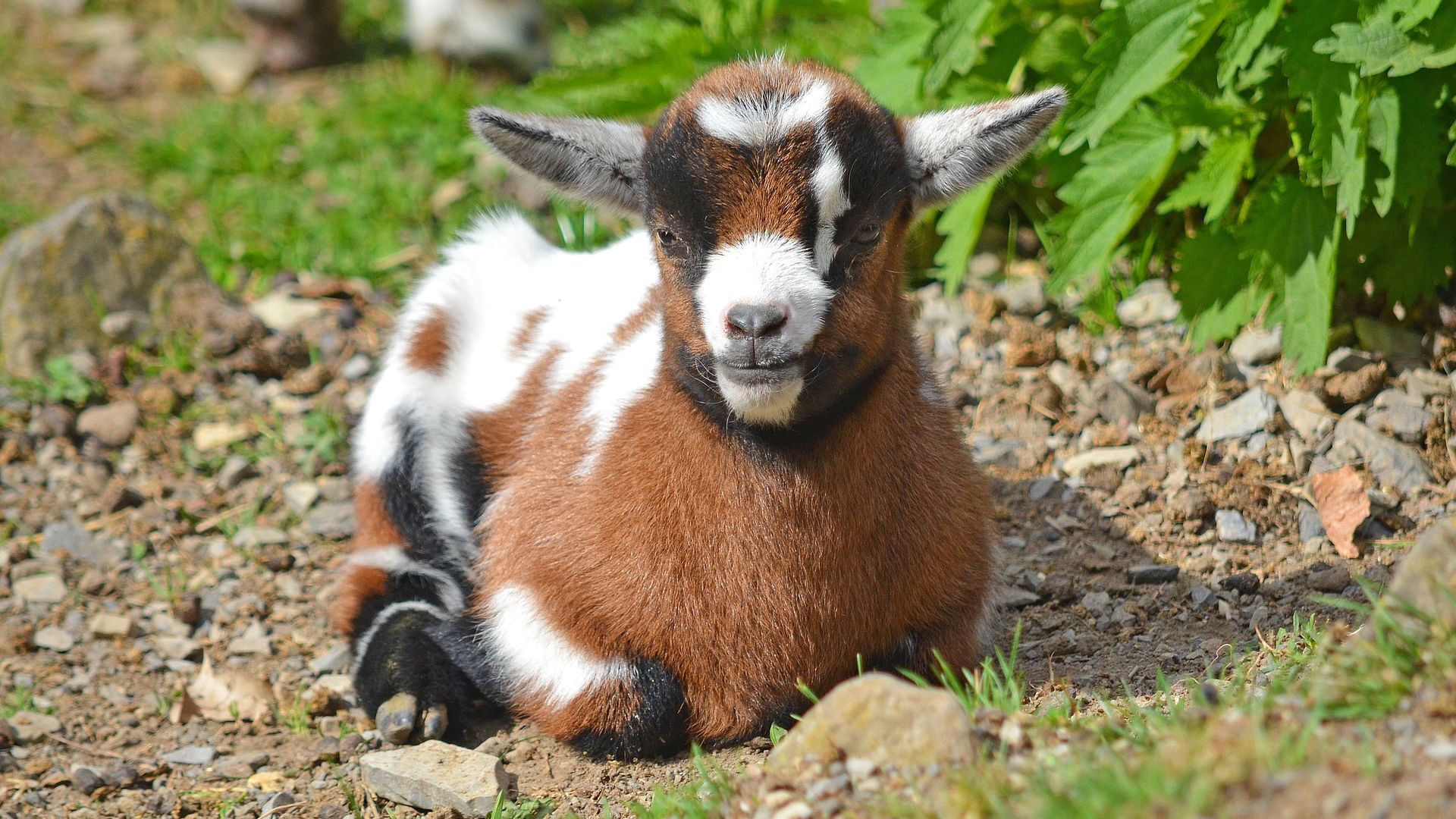 Wallpaper Baby goat, domestic animal, sitting, animal