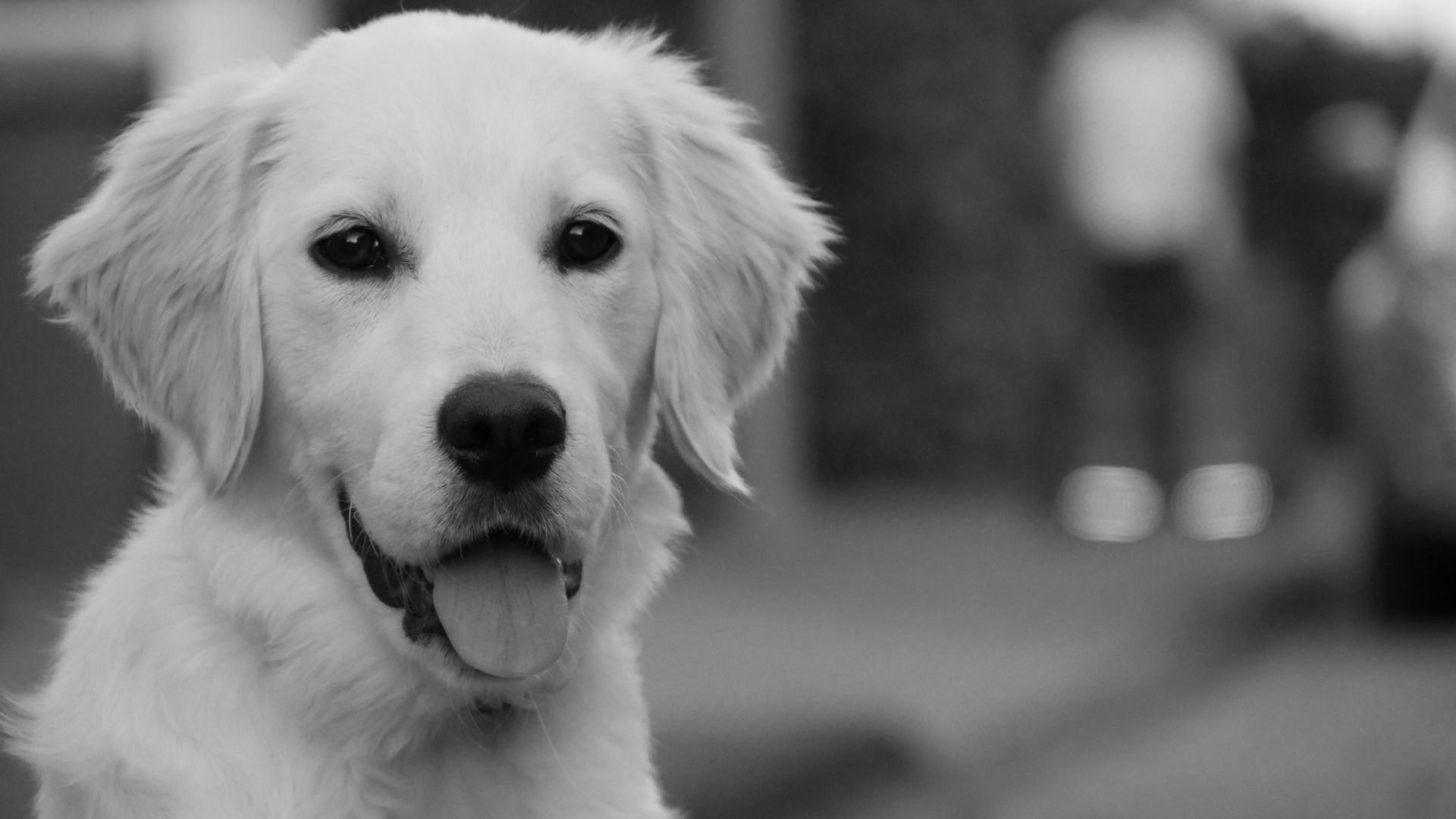 Wallpaper Dog puppy, monochrome, face