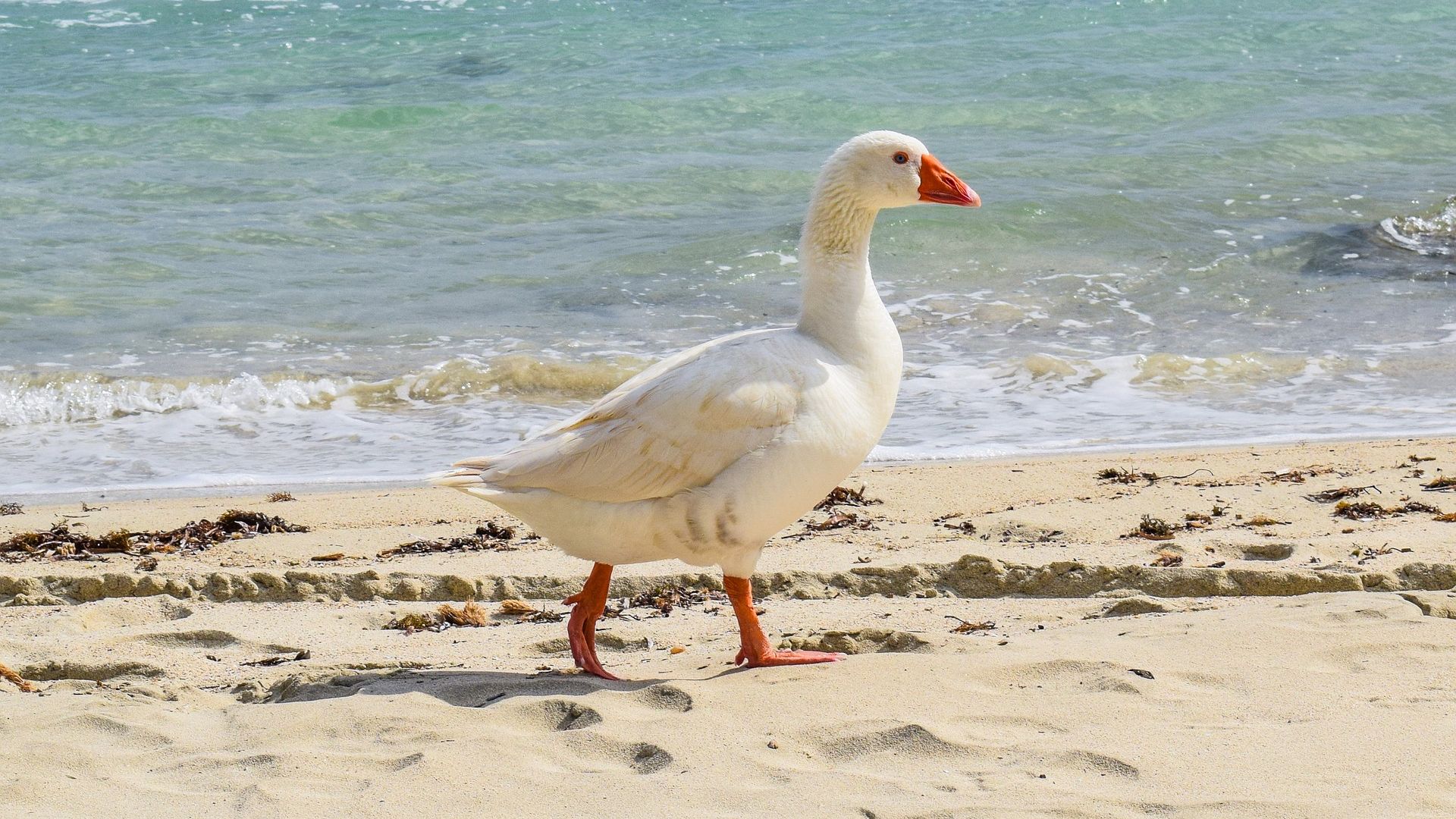 Wallpaper Goose bird, walk, beach