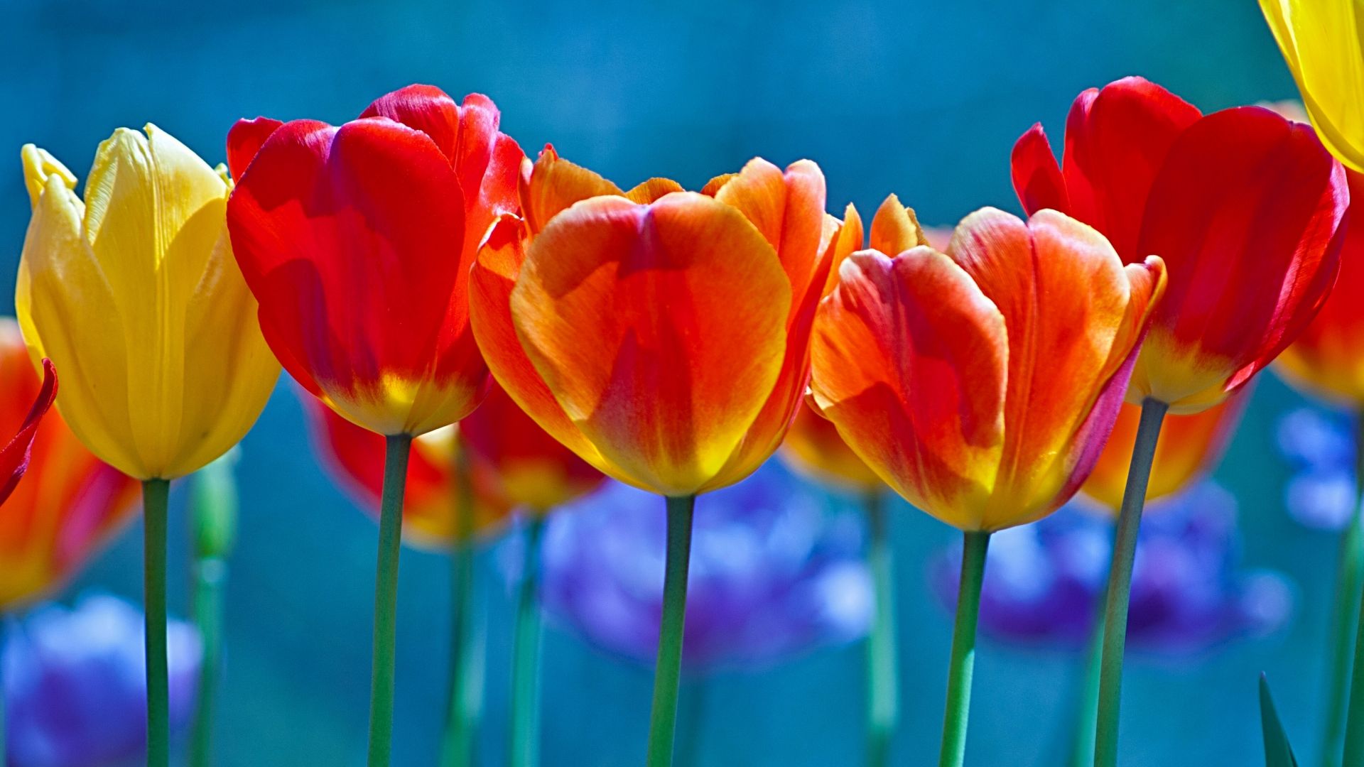 Wallpaper Tulip buds, flowers, colorful