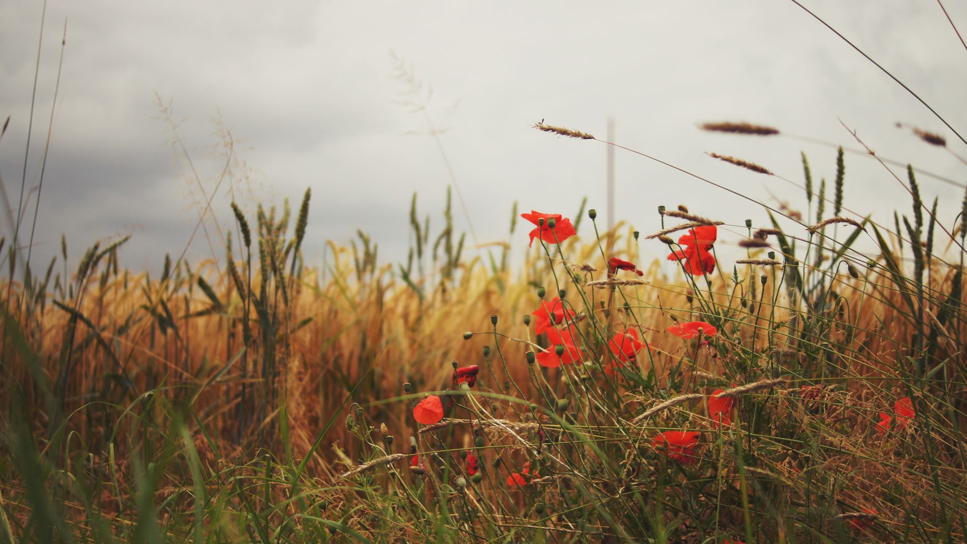 Wallpaper Meadow, poppy flowers, grass