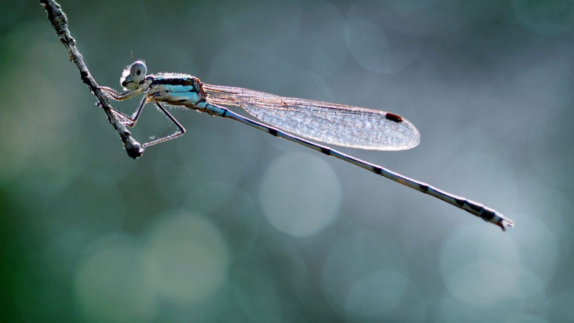 Wallpaper Dragonfly, close up, blur