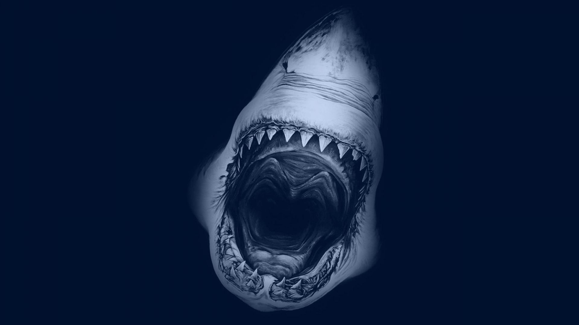 Wallpaper Shark muzzle, minimal