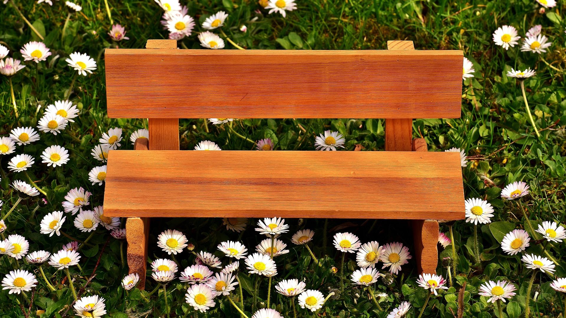 Wallpaper Bench, meadow, grass, flowers