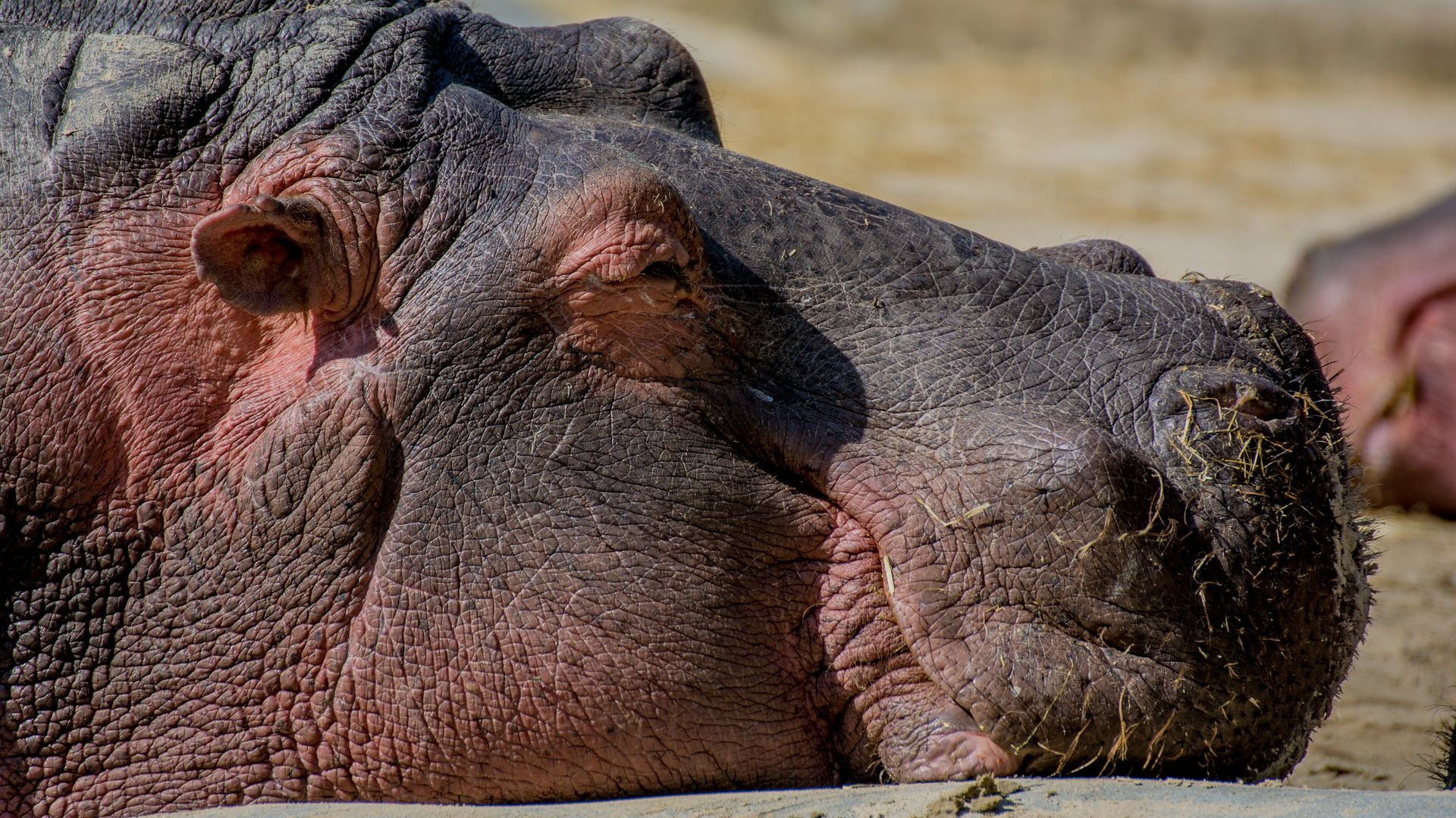 Wallpaper Hippo muzzle, animal, sleeping