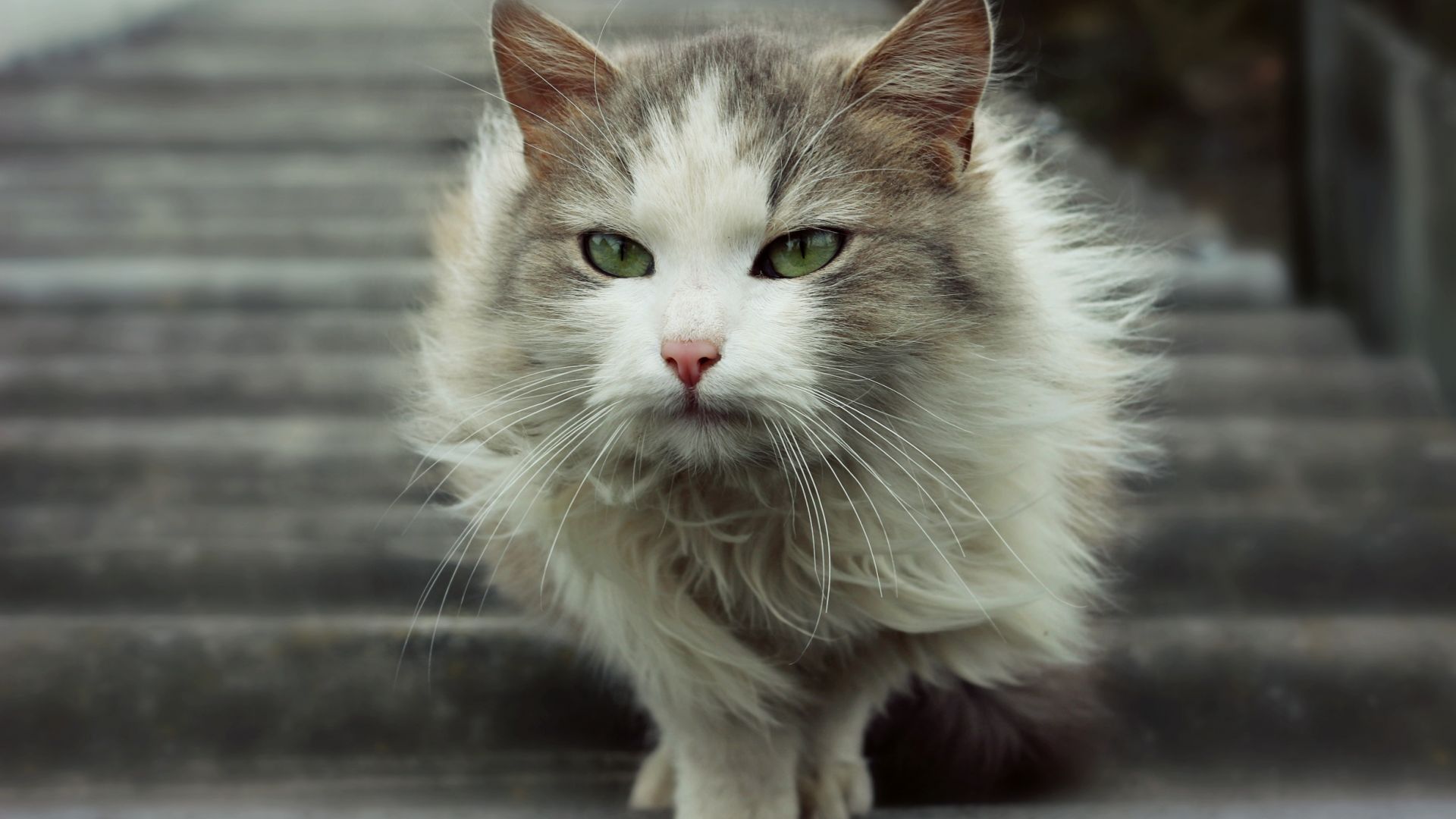 Wallpaper Pet cat, walk, green eyes