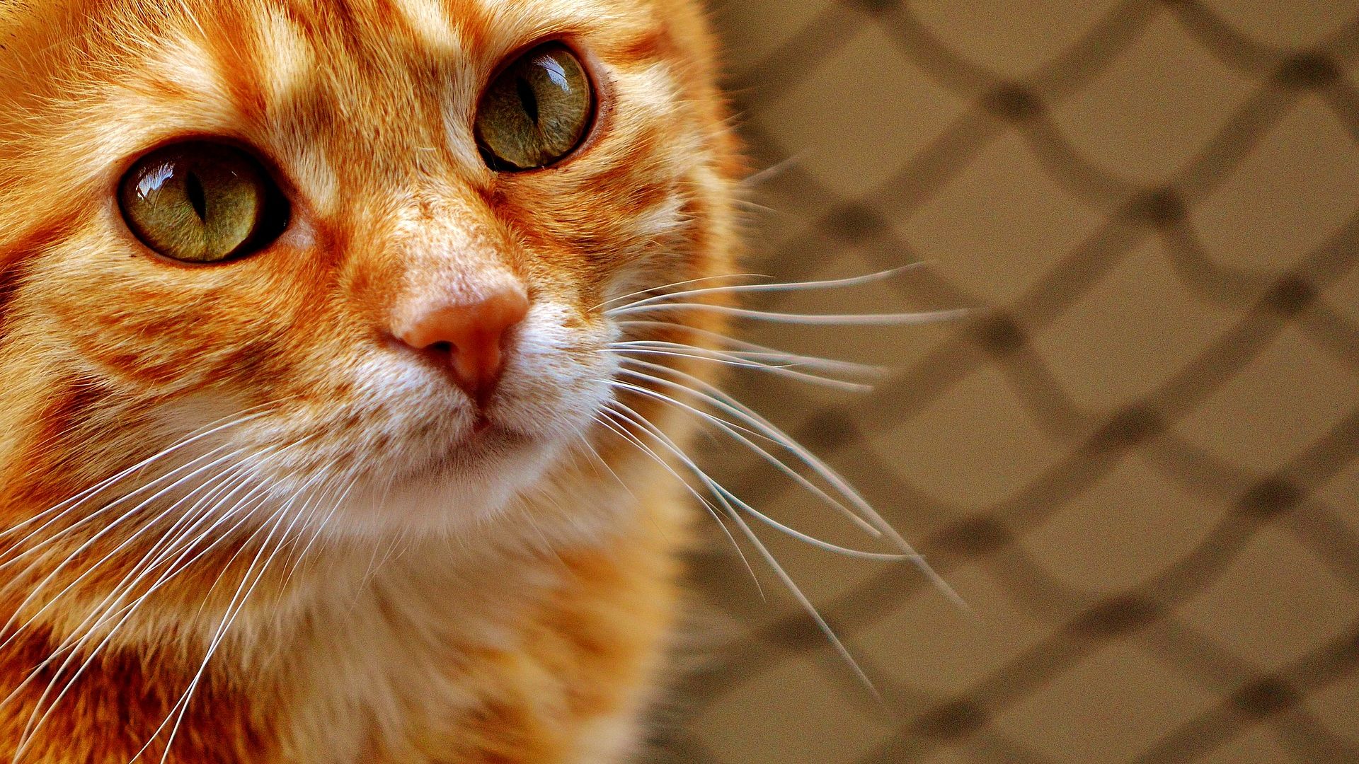 Wallpaper Fur, close up, cat muzzle, eyes, orange cat