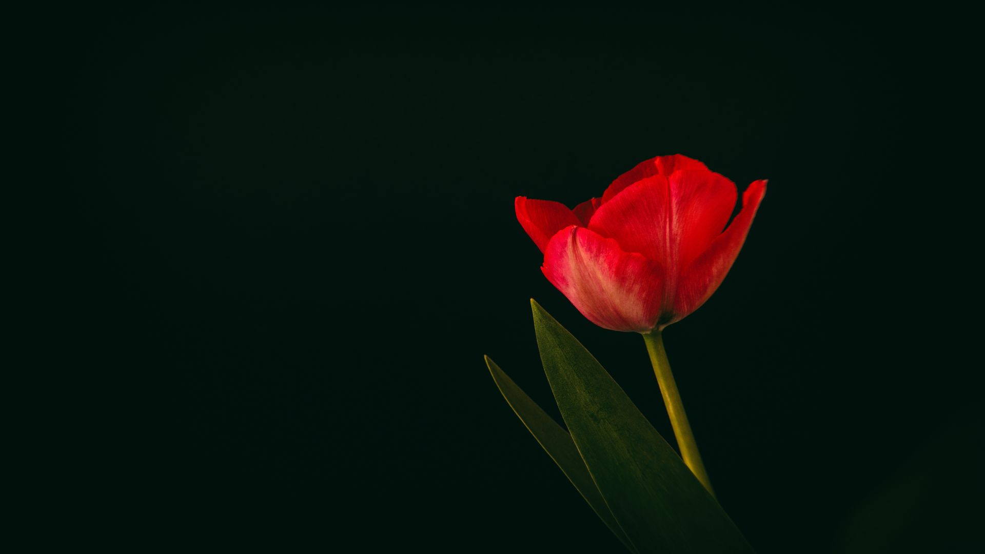 Desktop Wallpaper Tulip Flower, Red Flower, Minimal, Hd Image, Picture,  Background, Vhflna