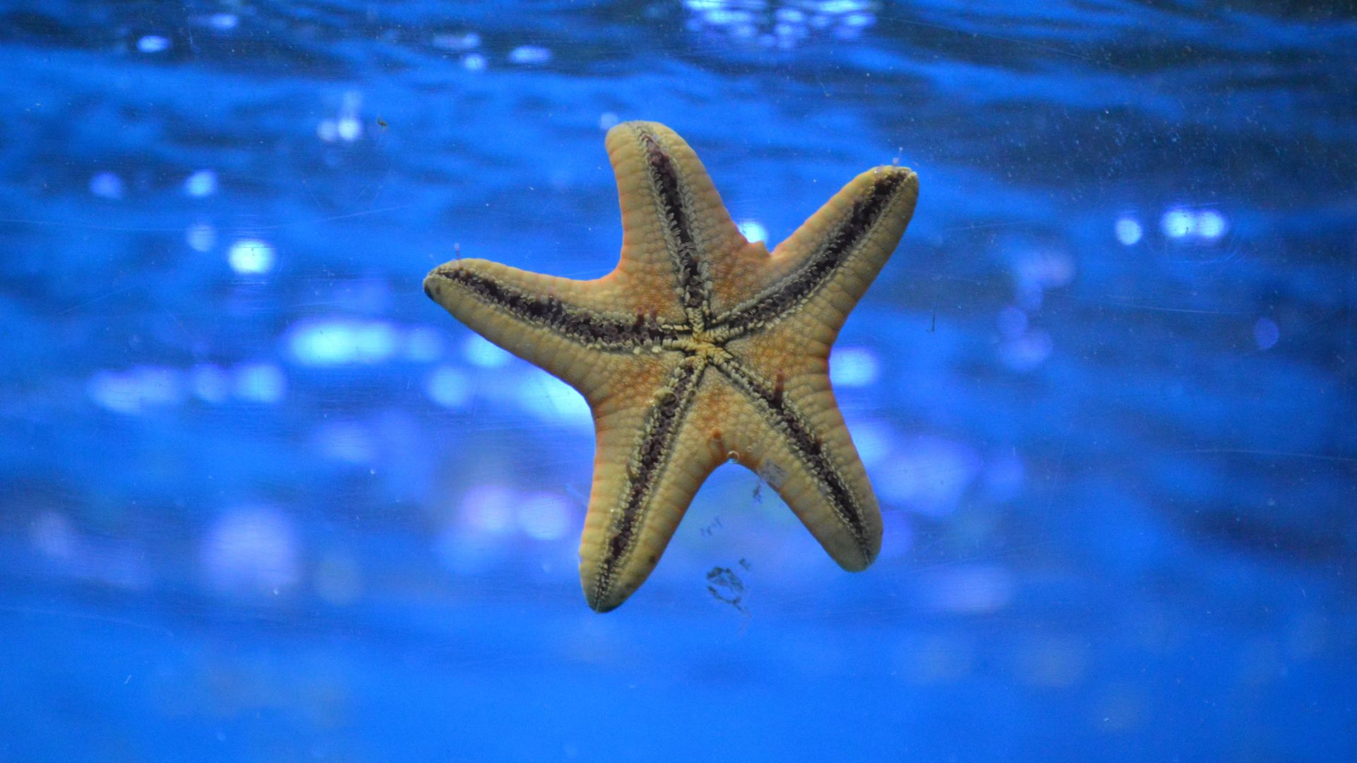 Wallpaper Starfish, underwater, swim