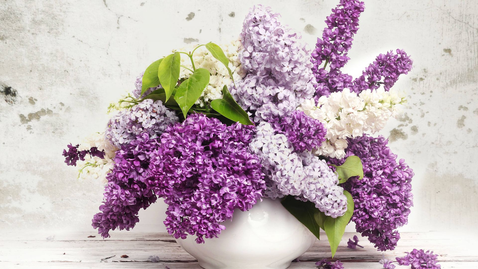 Lilac 4K wallpapers for your desktop or mobile screen free and easy to  download