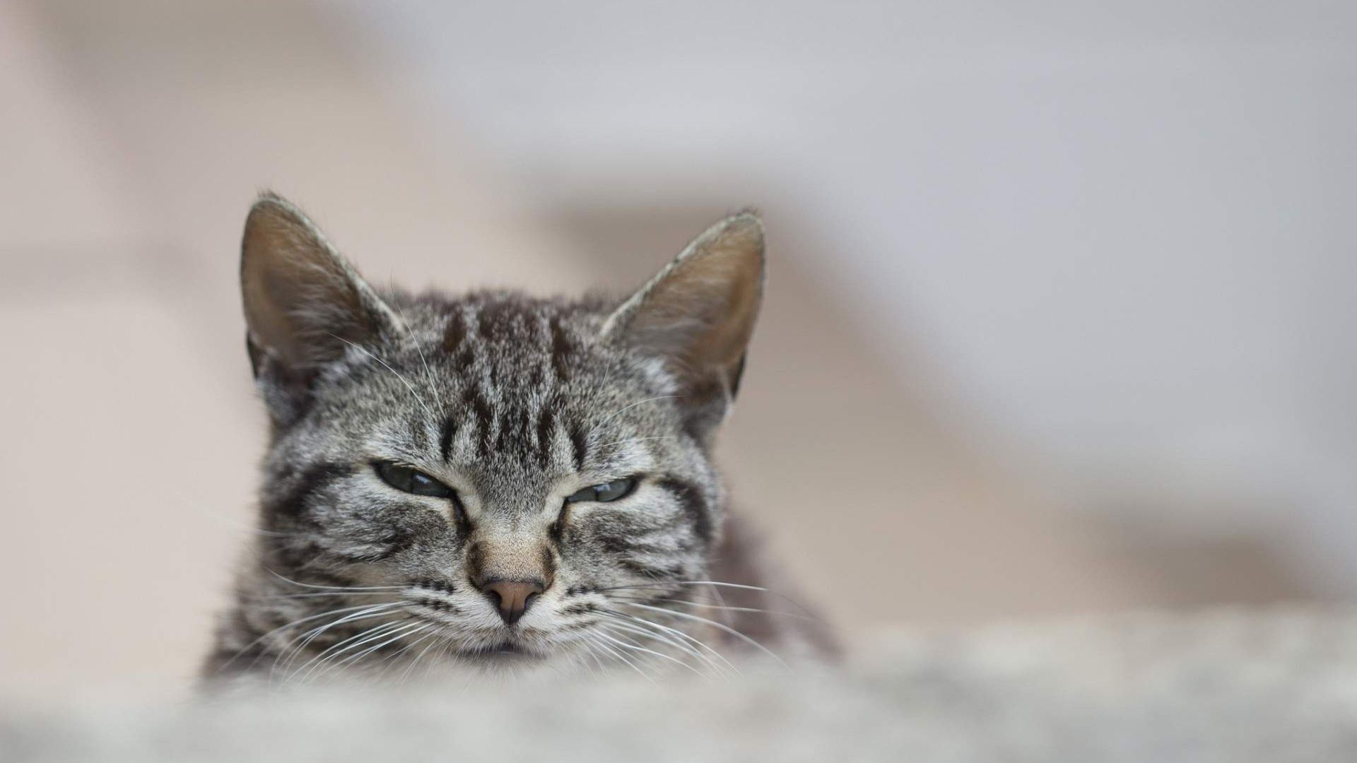 Wallpaper Sleeping cat muzzle