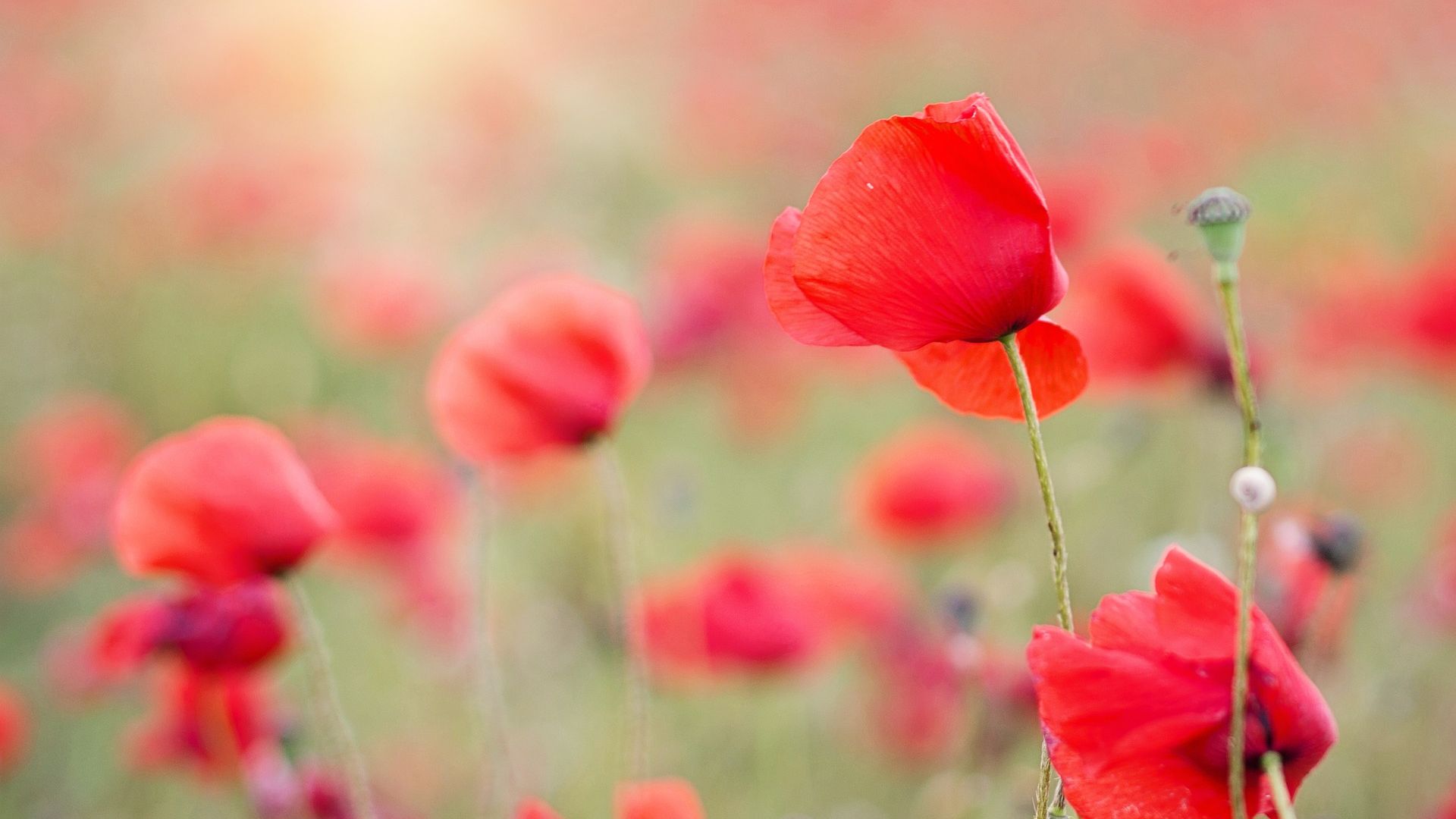 Hình nền máy tính hoa đỏ trên đồng, hoa Anh Đào, đồng cỏ, mờ, HD sẽ khiến bạn tận hưởng một thiên đường thiên nhiên cực kỳ tuyệt đẹp. Với hoa Anh Đào đang nở rộ trên đồng cỏ mềm mại, bức hình này sẽ khiến bạn ngất ngây và đắm say trong cảm giác thư thái nhất.