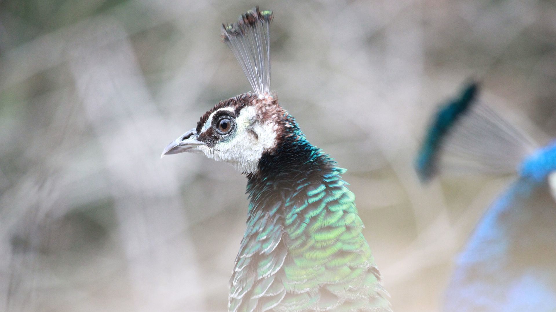 Wallpaper Peacock bird muzzle, blur