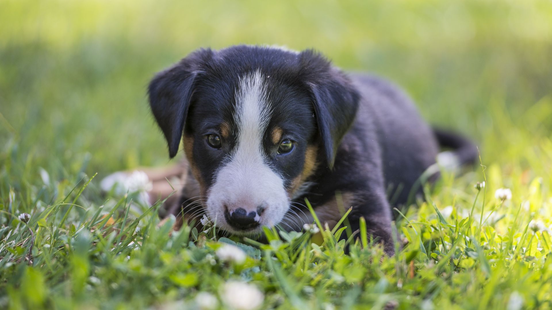 Wallpaper Appenzeller Sennenhund, dog puppy, grass