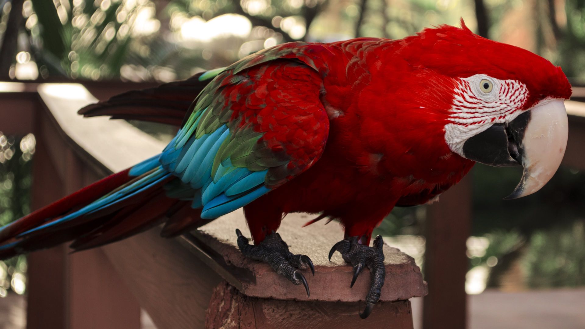 Wallpaper Red macaw parrot