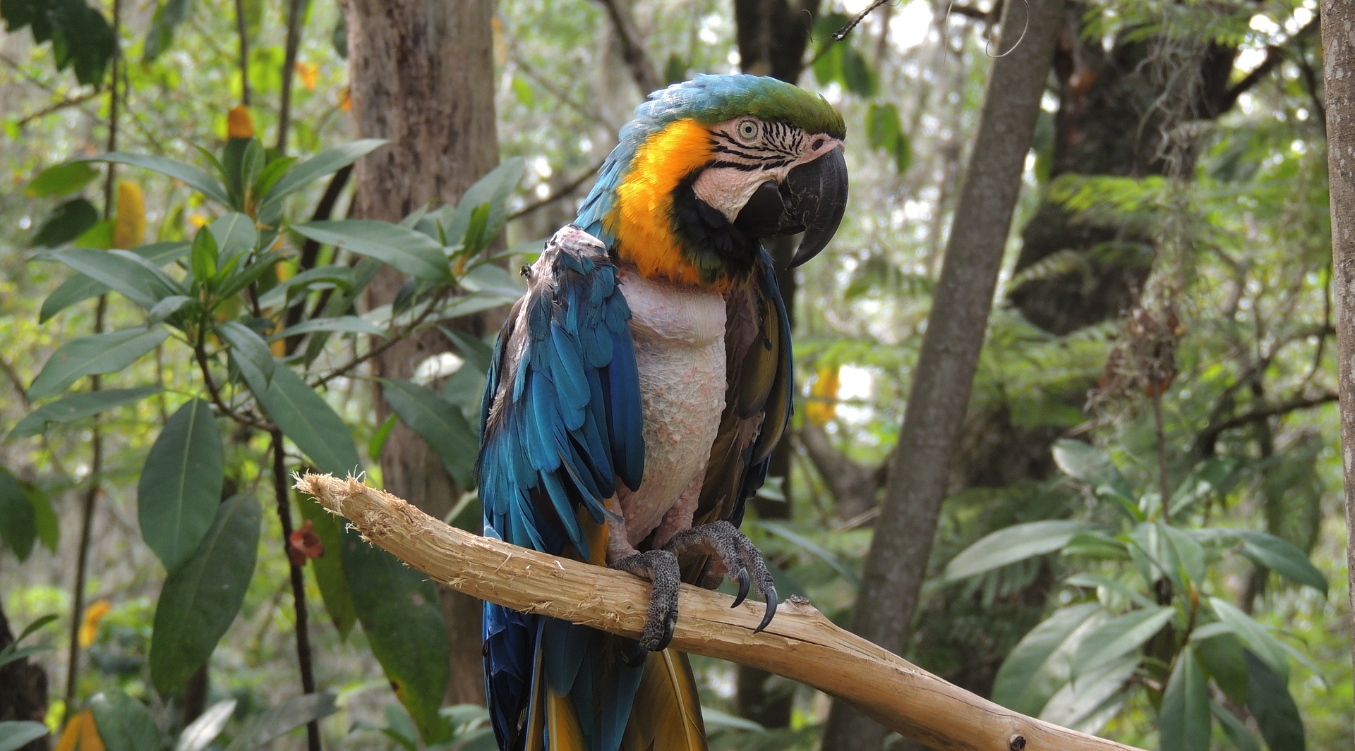 Wallpaper Macaw, parrot, blue green bird