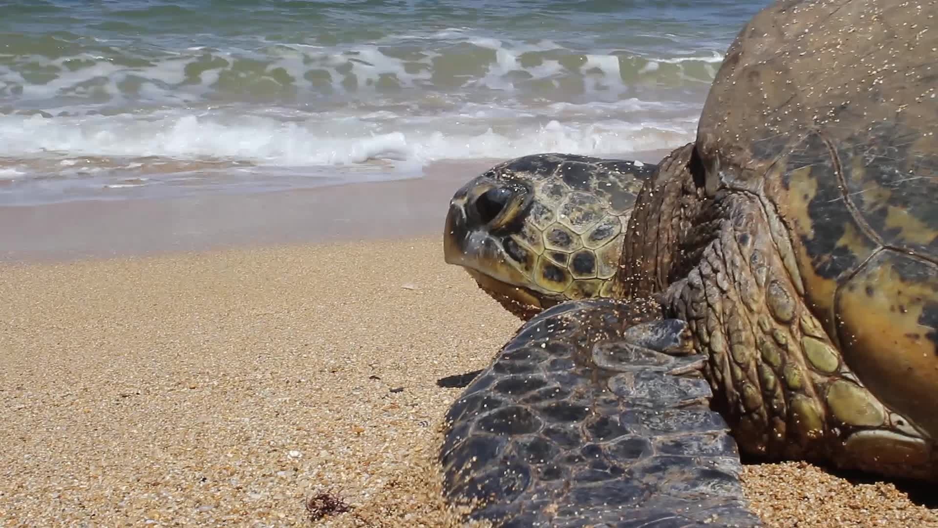 Wallpaper Turtle muzzle, beach