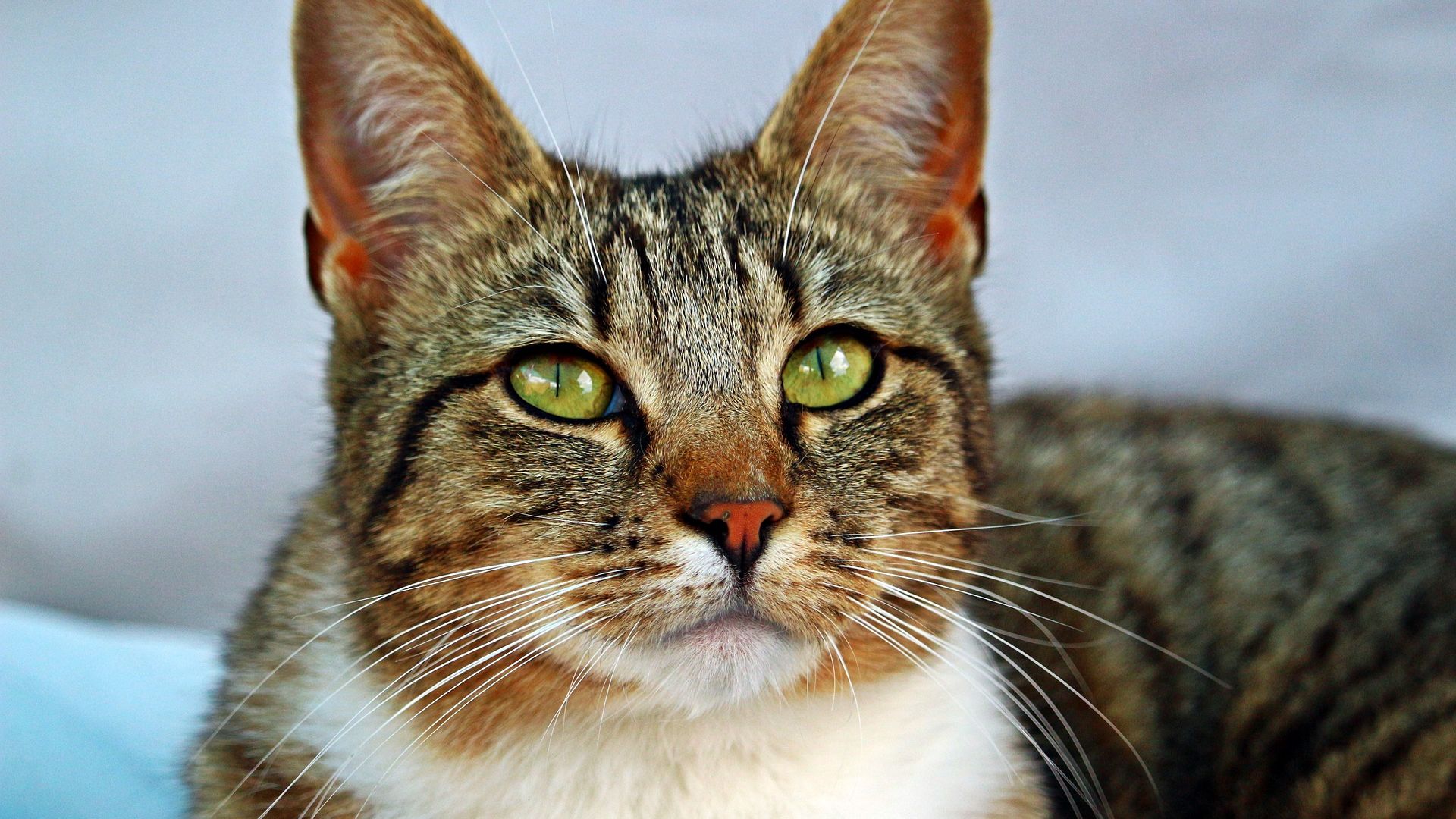 Wallpaper Cat, fur, green eyes, head