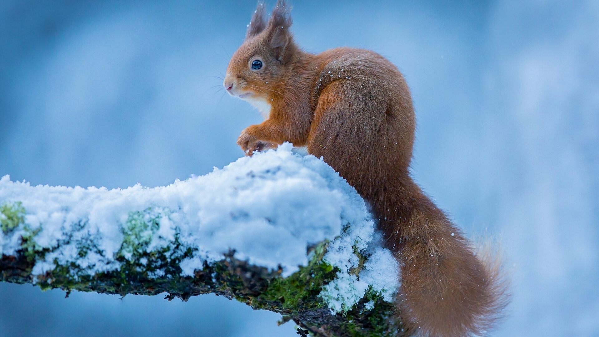 Wallpaper Squirrel, rodent, winter, snow, play