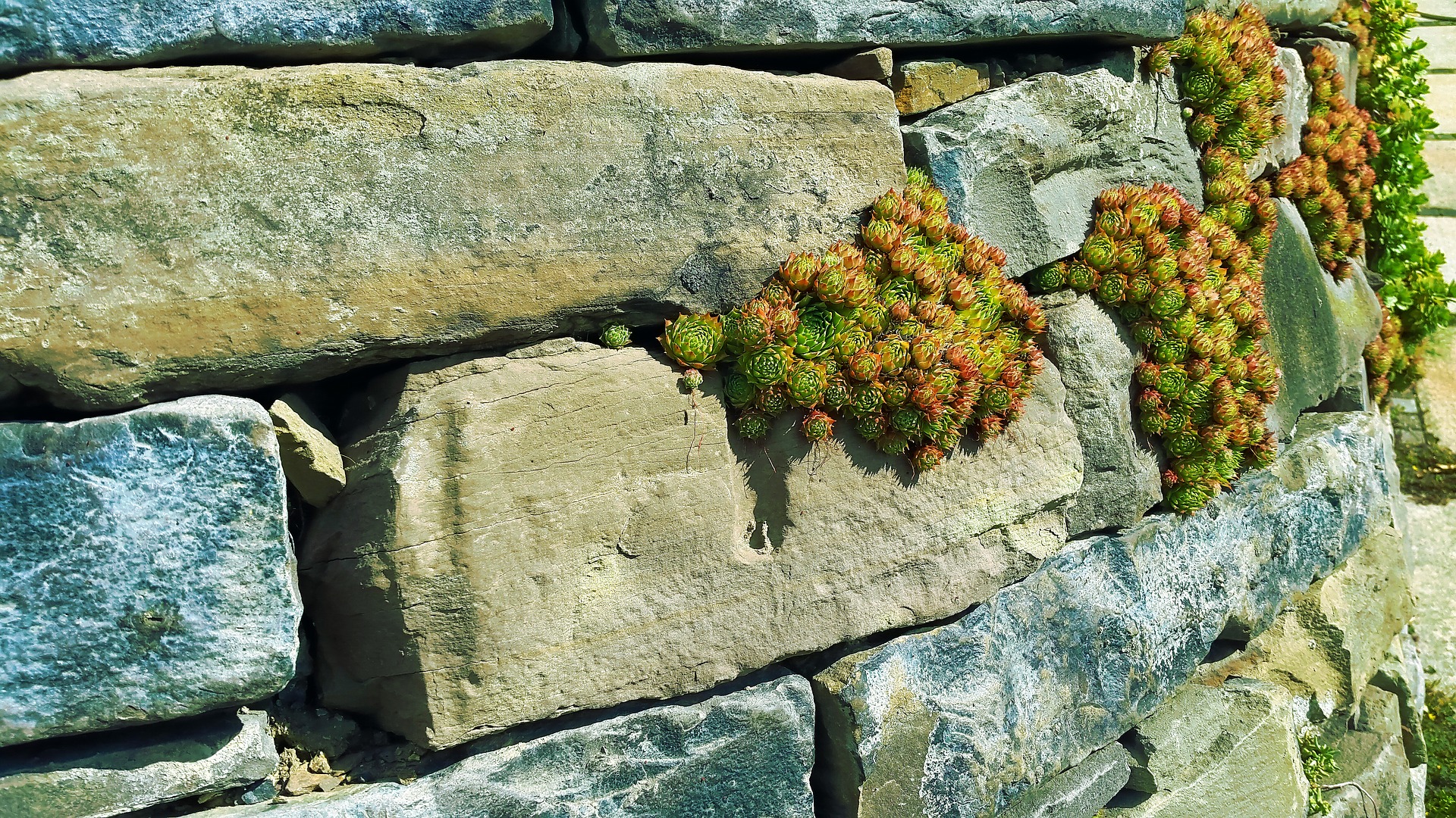 Wallpaper Stone wall, fouling, wall plants