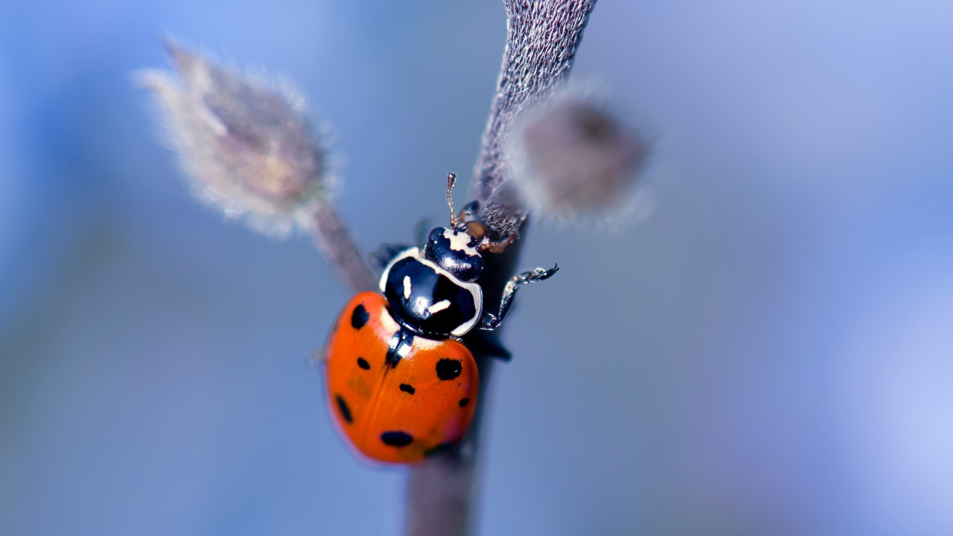 Wallpaper Close up, insects, ladybug