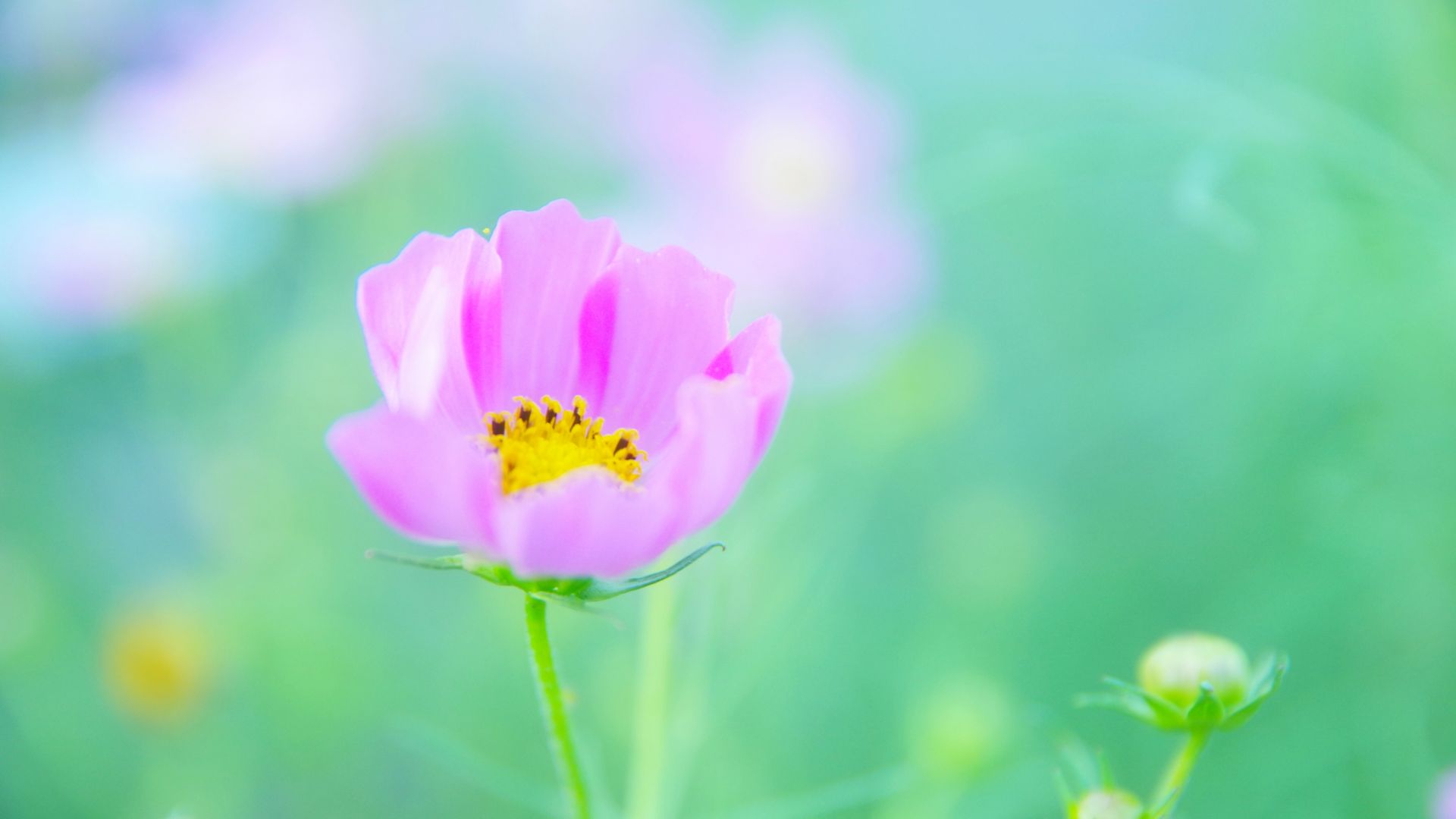 Wallpaper Pink flowers, cosmos, blossom